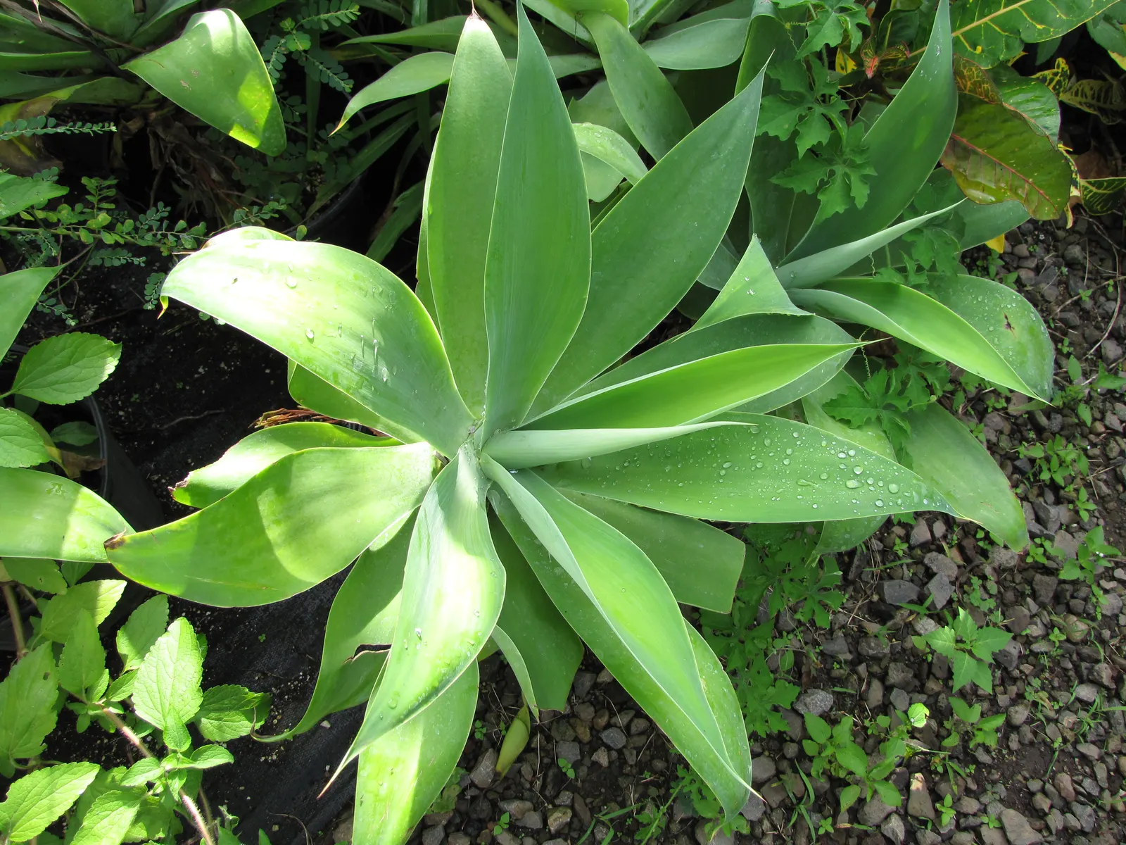 Fox Tail Agave (Agave Attenuata) — Being a frost-sensitive species with a hardiness zone of 9 to 11; the leaves of Agave attenuata are free of, image 84
