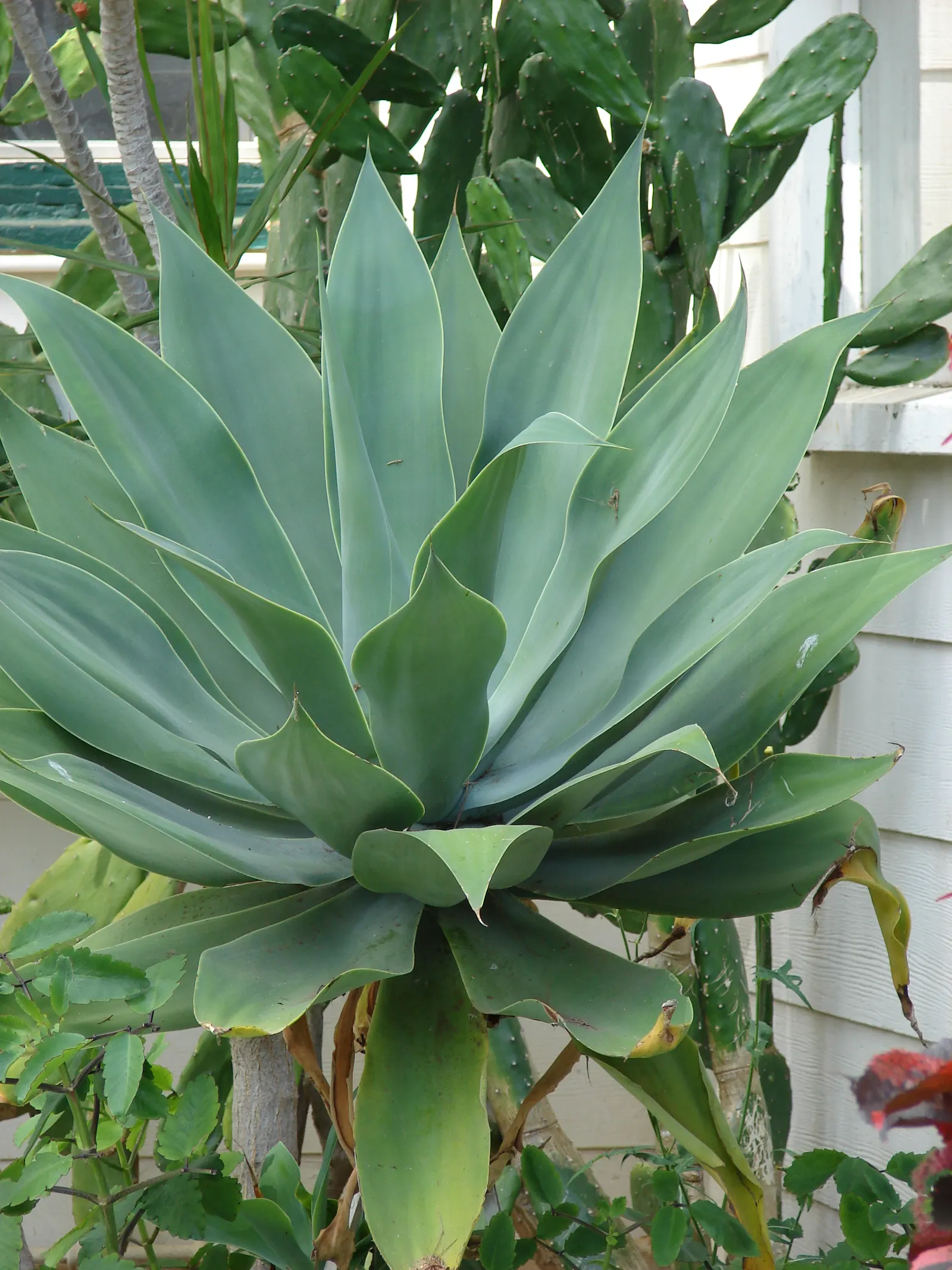 Fox Tail Agave (Agave Attenuata) — Appreciated for its rosette formation and absence of thorns; reaching 4-5 feet tall with an equal spread