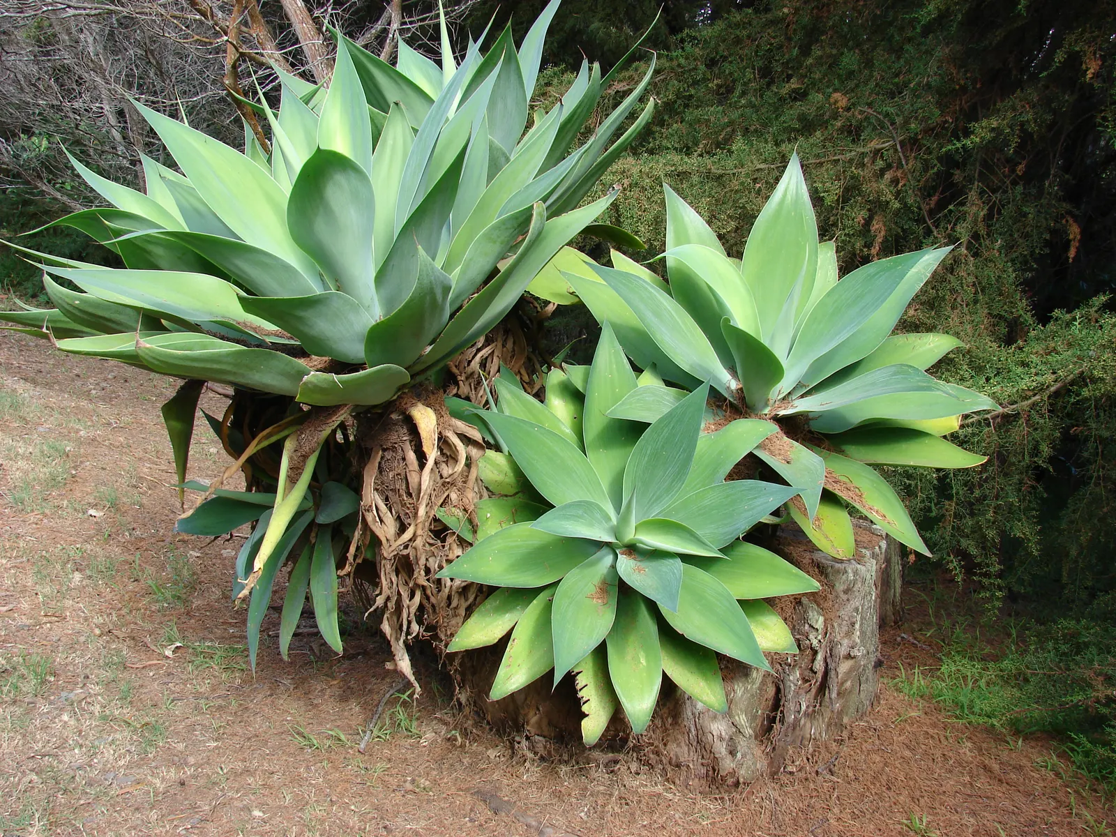 Fox Tail Agave (Agave Attenuata) — pale green leaves that are pliable and somewhat translucent at their tips; scientifically known as Agave attenuata