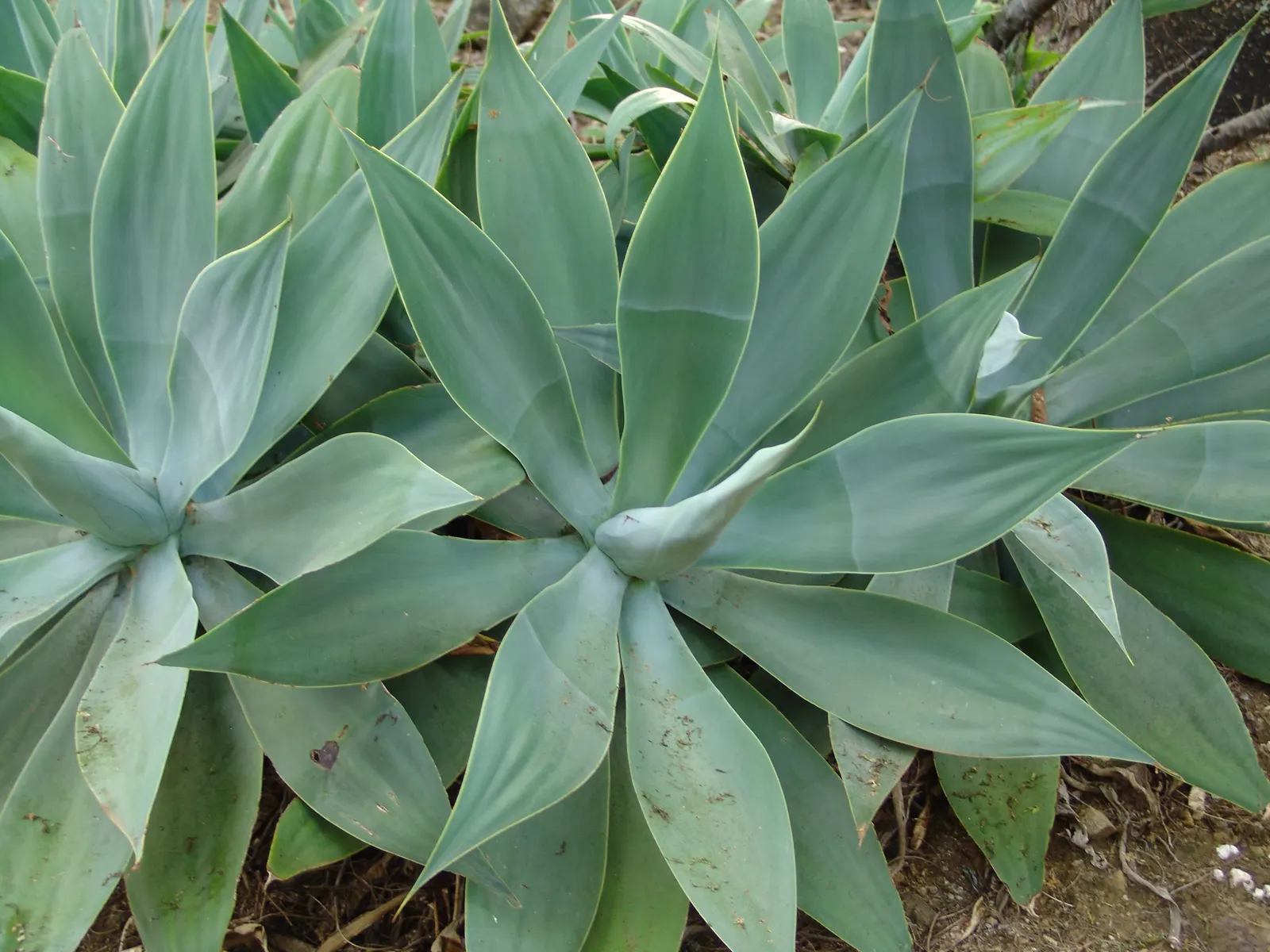 Fox Tail Agave (Agave Attenuata) — which can take several years; adds a sculptural presence to modern landscapes