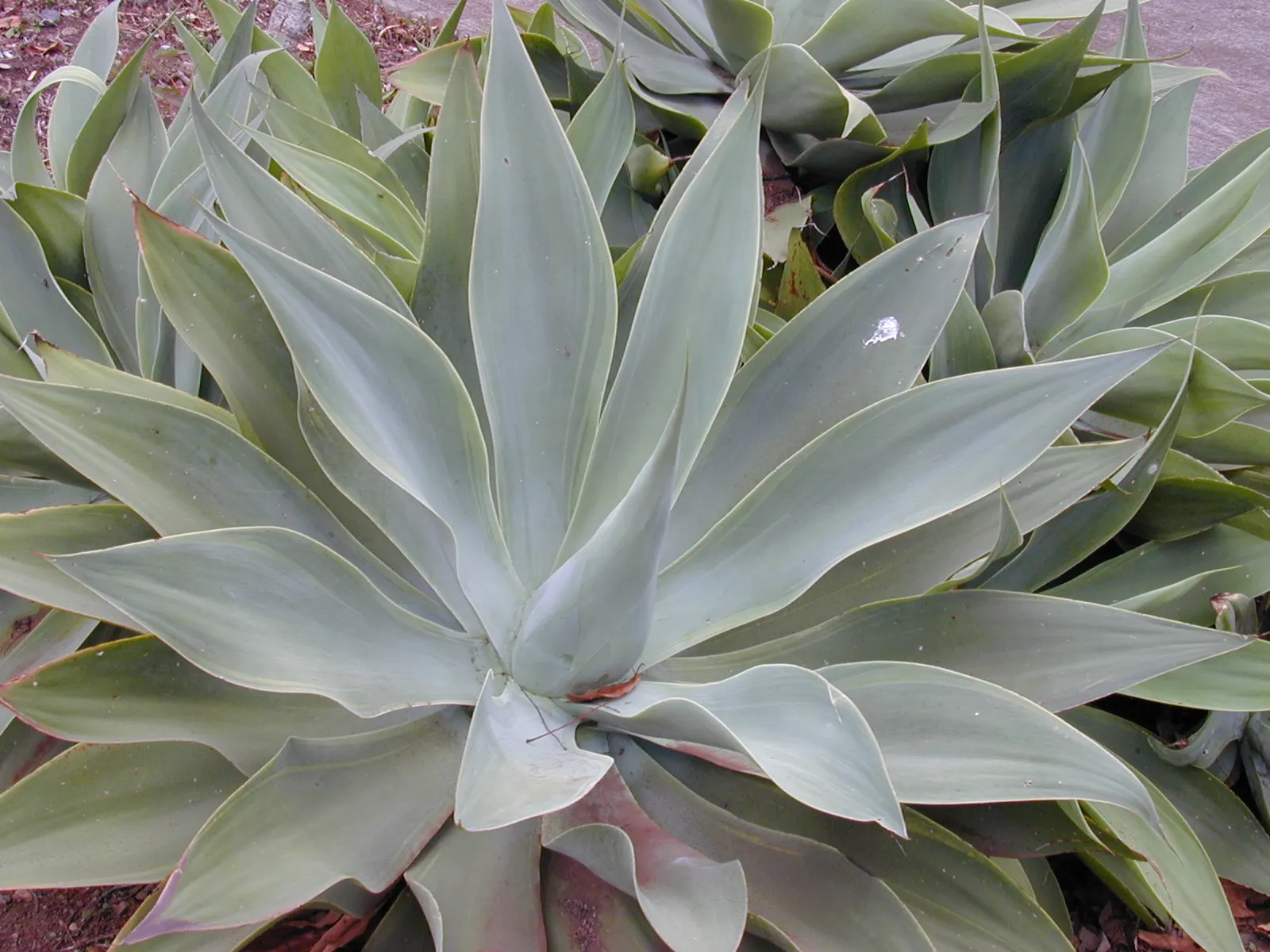 Fox Tail Agave (Agave Attenuata) — pale green leaves that are pliable and somewhat translucent at their tips; scientifically known as Agave, image 99