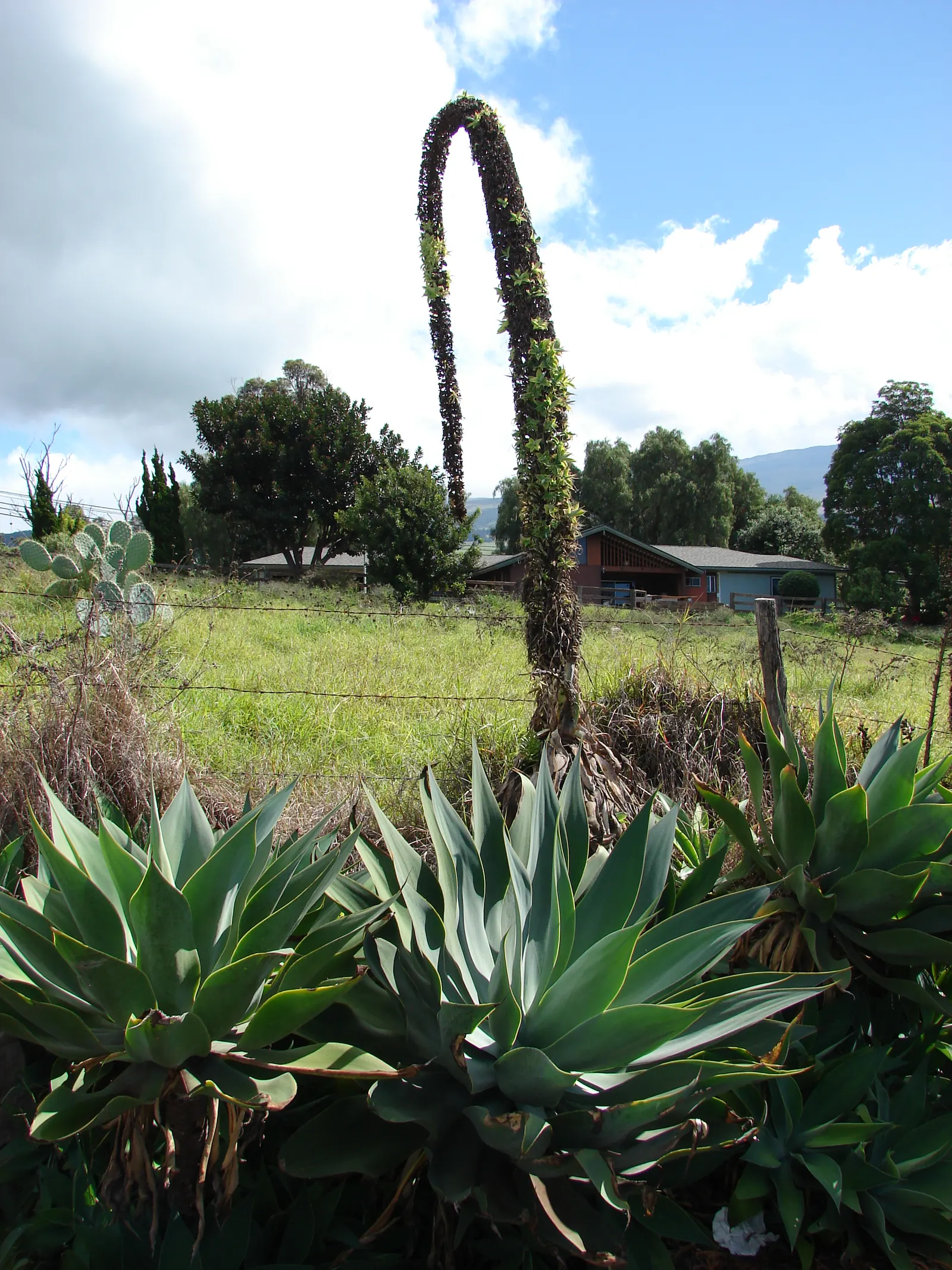 Fox Tail Agave (Agave Attenuata) — green and yellow flowers in the garden; ideal for xeriscaping in USDA zones 9-11