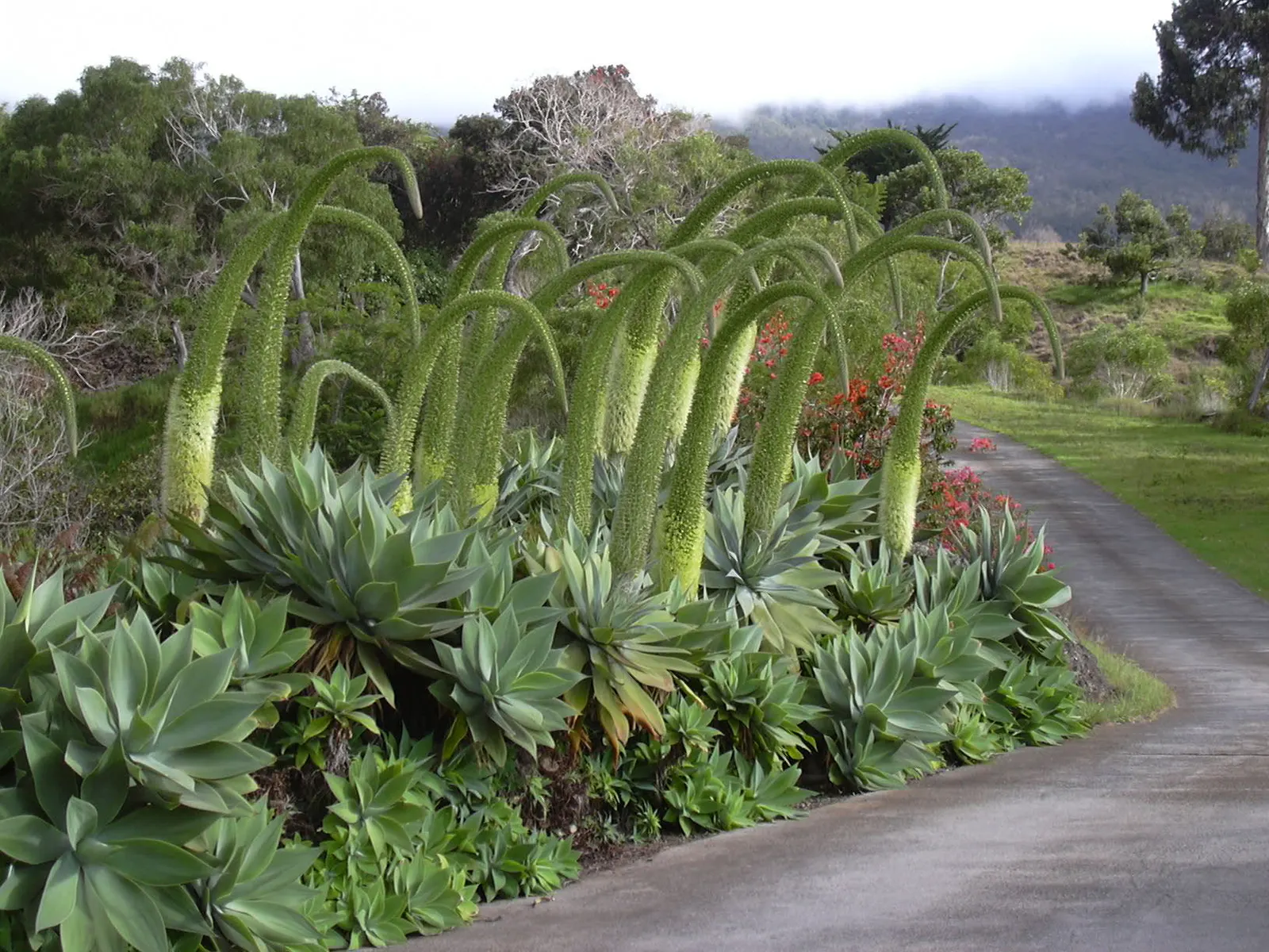 Fox Tail Agave (Agave Attenuata) — pale green leaves that are pliable and somewhat translucent at their tips; scientifically known as Agave, image 77