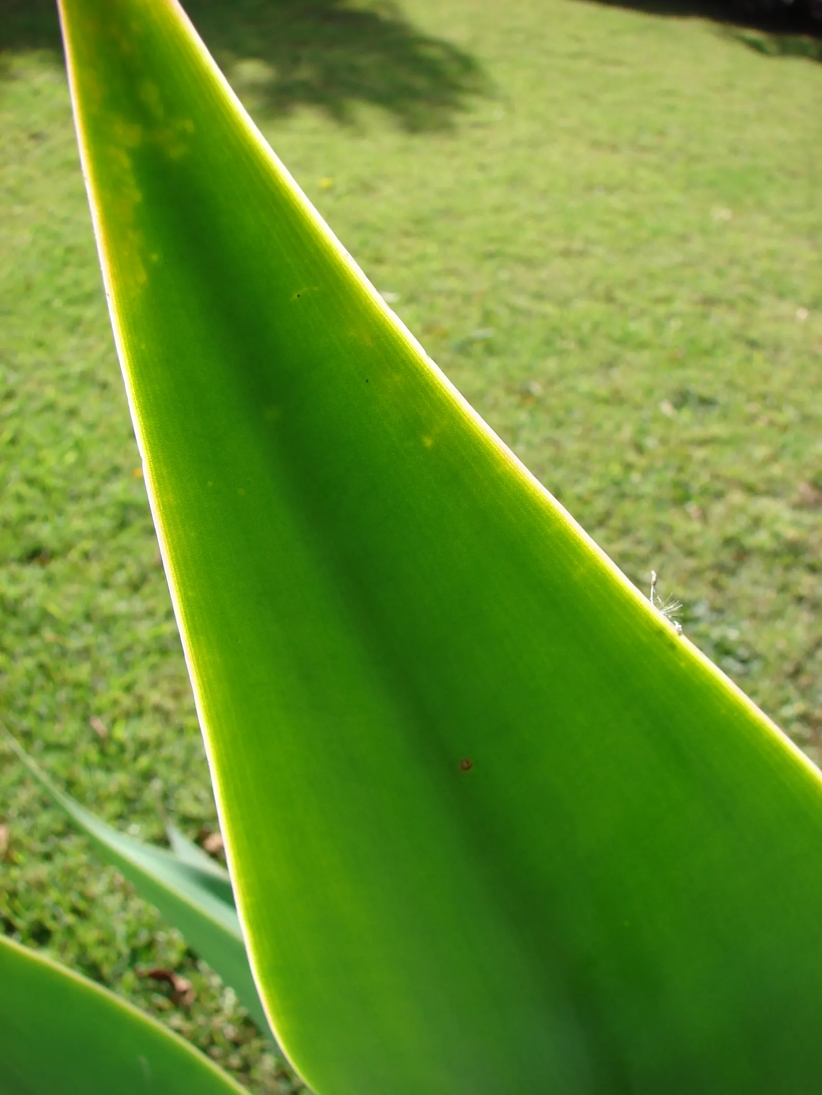 Fox Tail Agave (Agave Attenuata) — ideal for xeriscaping in USDA zones 9-11
