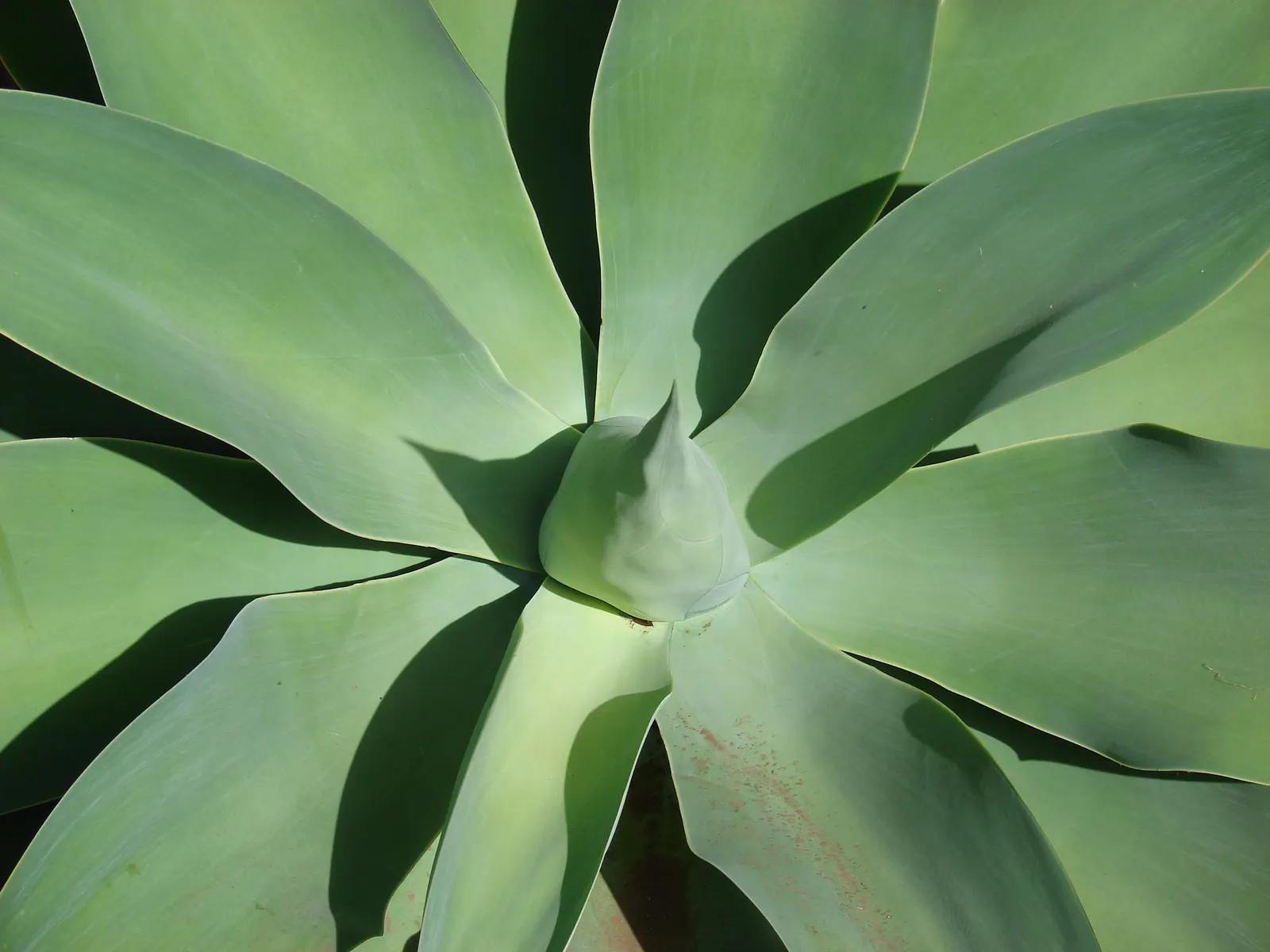 Fox Tail Agave (Agave Attenuata) — scientifically known as Agave attenuata; is a distinctive and elegant succulent that originates from the plateaus of central