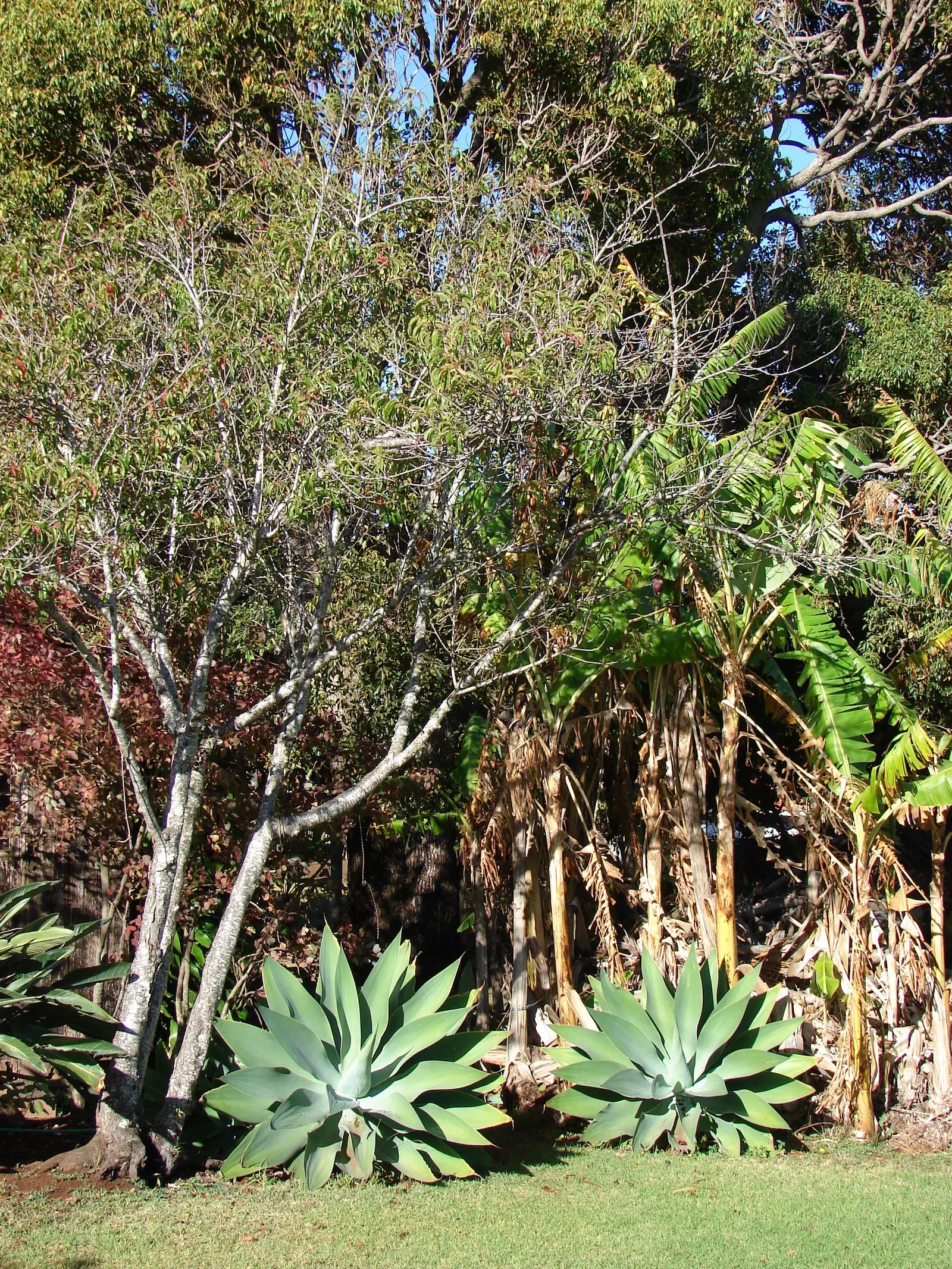 Fox Tail Agave (Agave Attenuata) — succulent with green and yellow blooms; these leaves curve gracefully back towards the ground, giving the plant, image 65