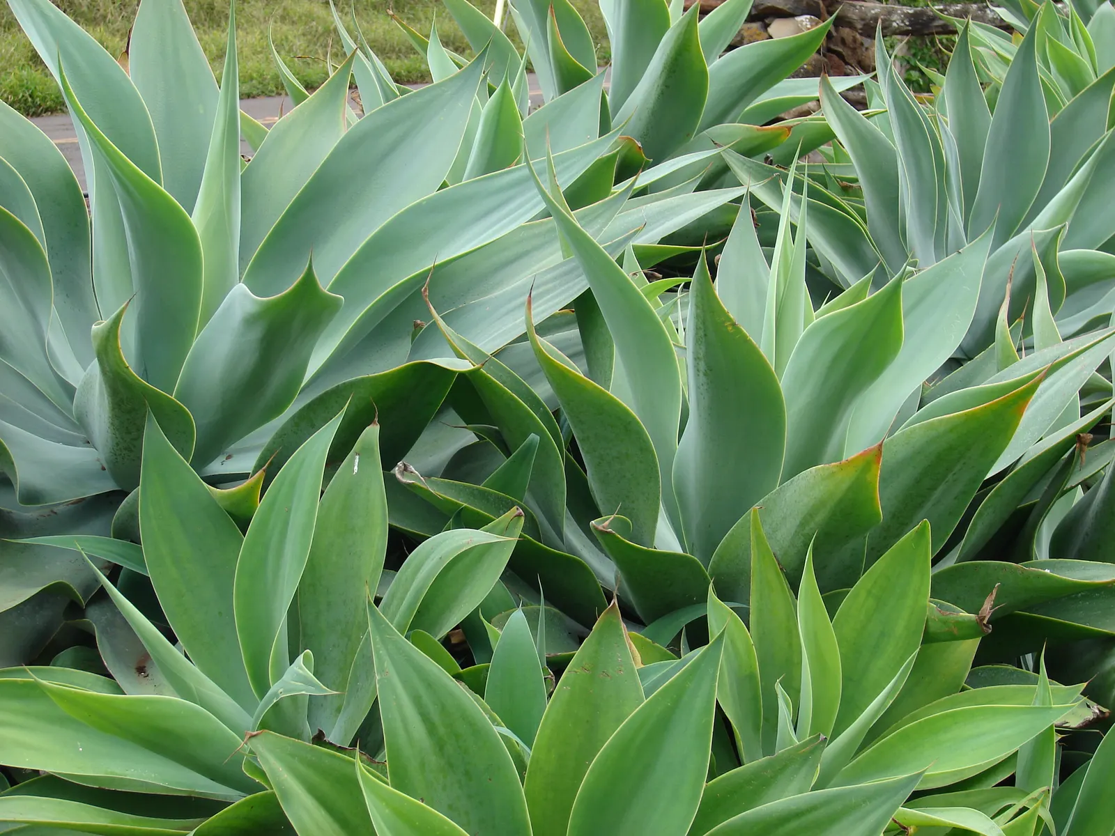 Fox Tail Agave (Agave Attenuata) — scientifically known as Agave attenuata