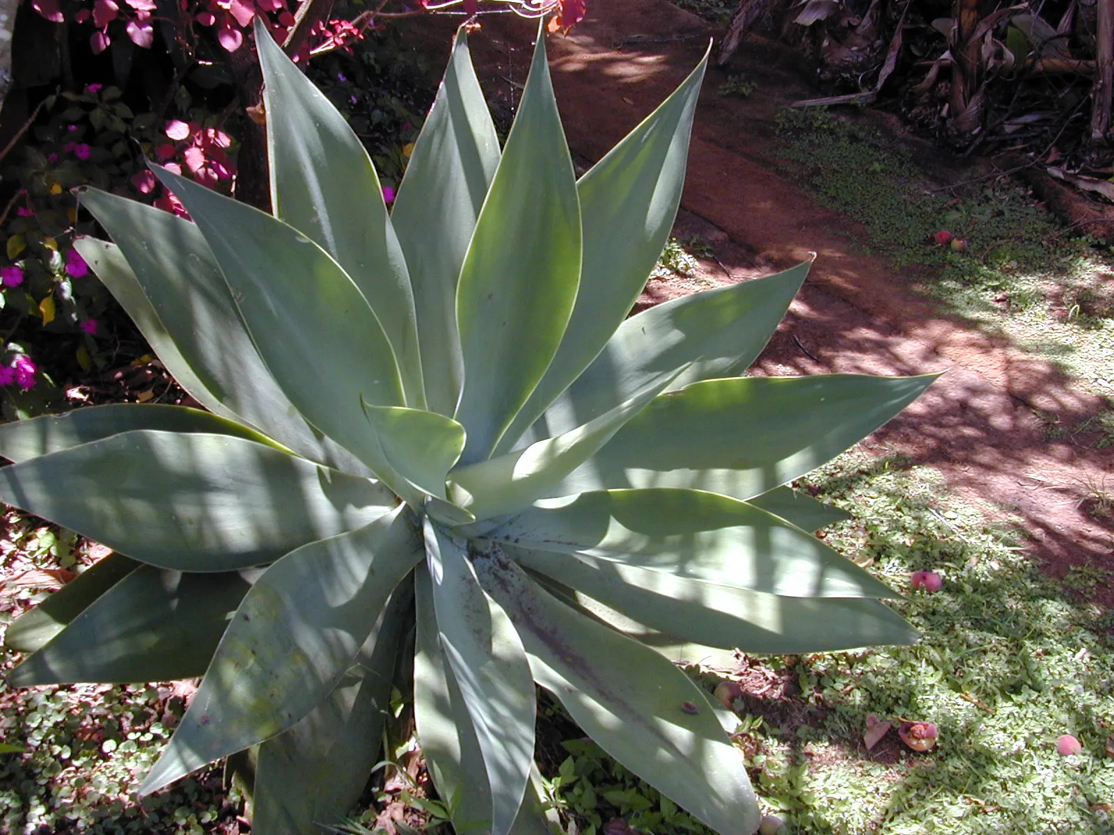 Fox Tail Agave (Agave Attenuata) — is a distinctive and elegant succulent that originates from the plateaus of central Mexico; consider placing it, image 53