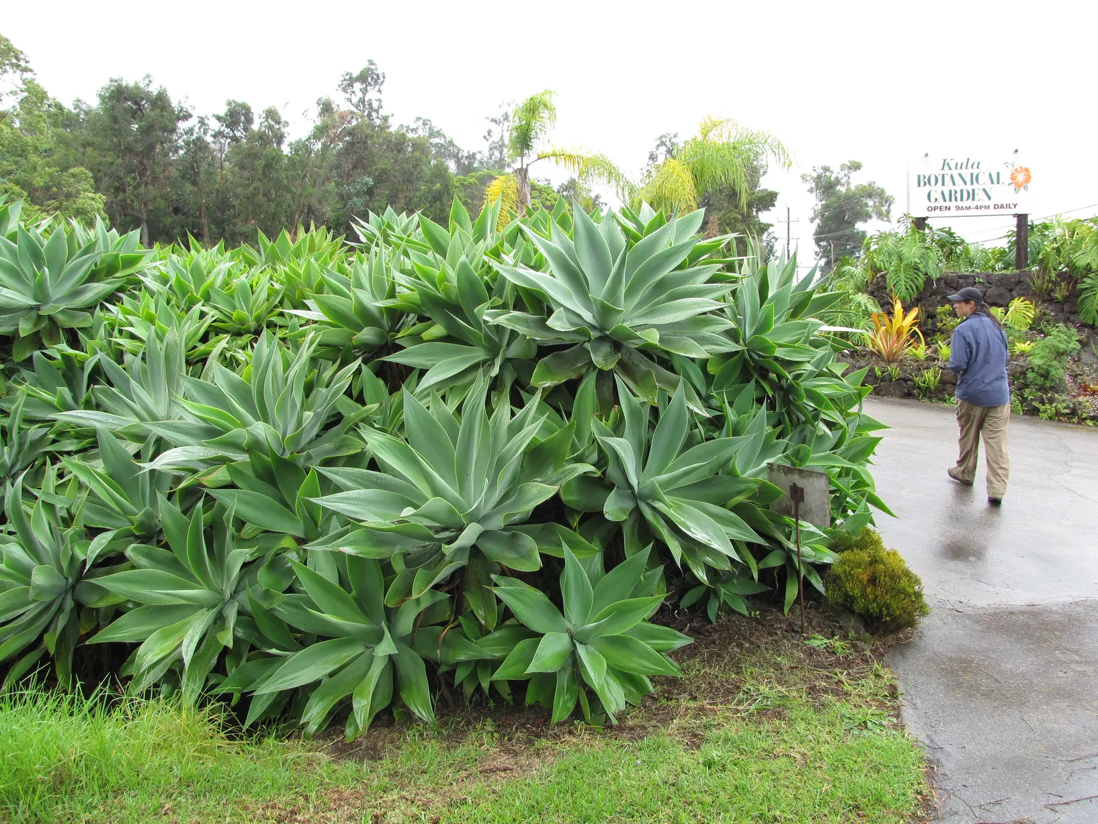 Fox Tail Agave (Agave Attenuata) — consider placing it in well-drained soils with full sun to partial shade exposure