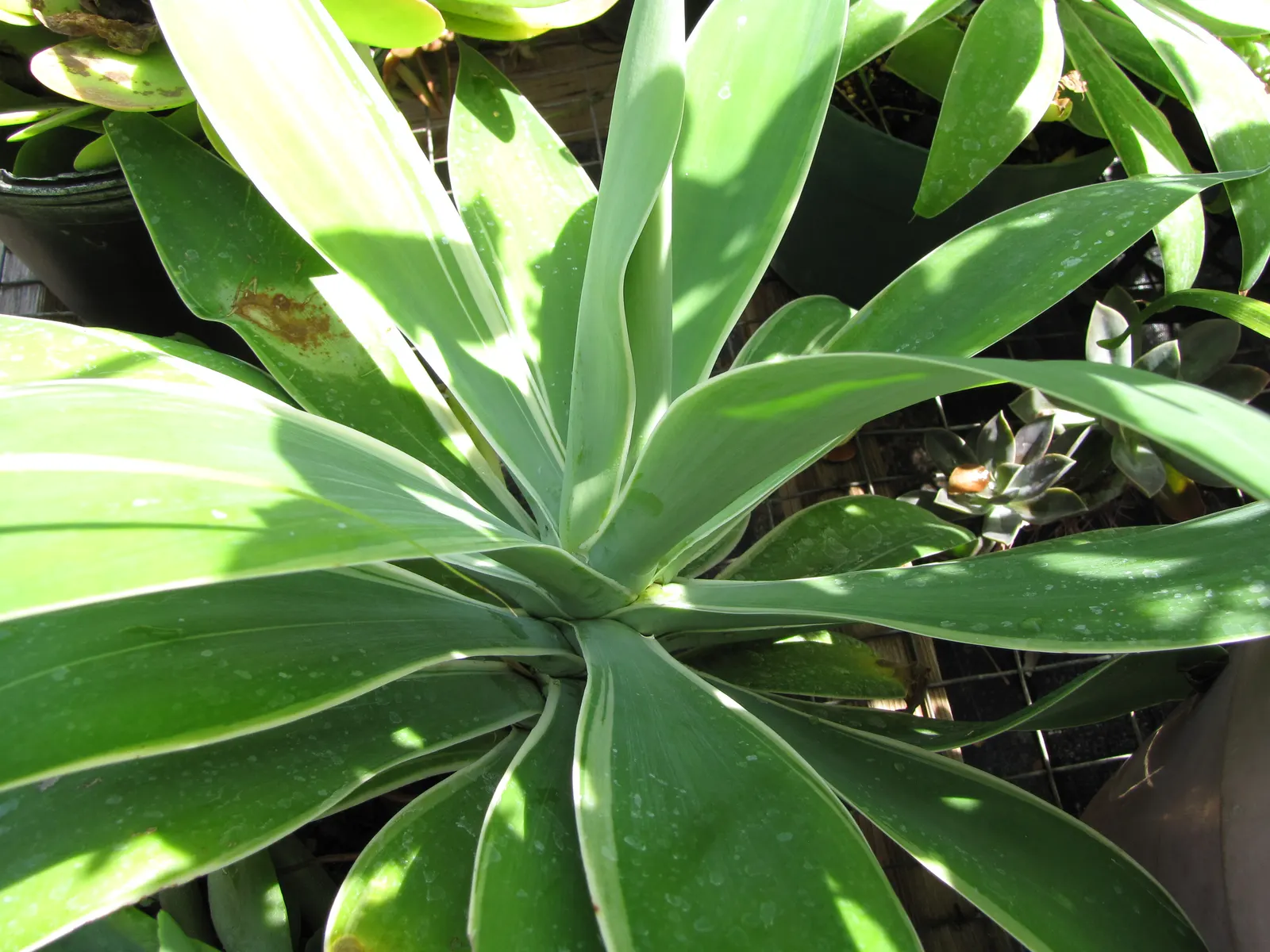 Fox Tail Agave (Agave Attenuata) — ideal for xeriscaping in USDA zones 9-11; appreciated for its rosette formation and absence of thorns
