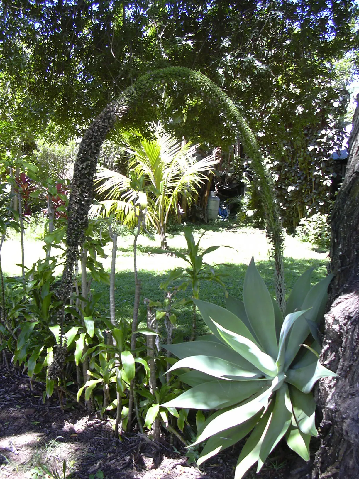 Fox Tail Agave (Agave Attenuata) — which can take several years; adds a sculptural presence to modern landscapes, image 102