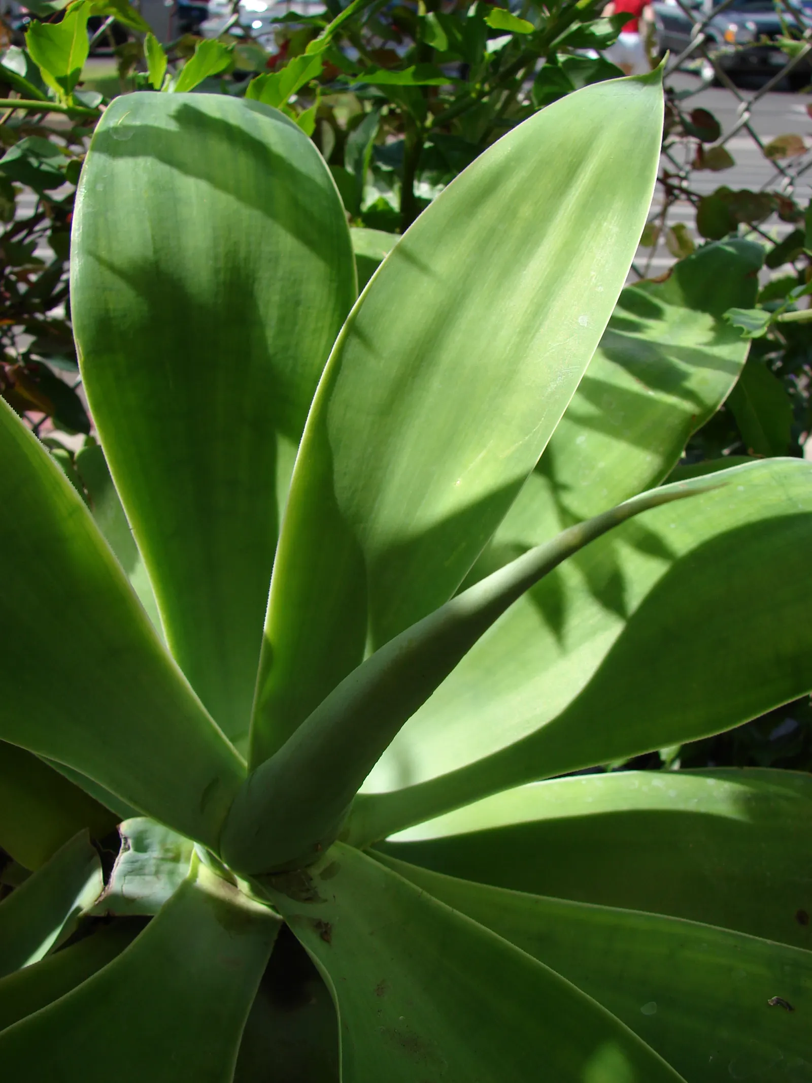 Fox Tail Agave (Agave Attenuata) — reaching 4-5 feet tall with an equal spread; it's a drought-tolerant specimen, image 89