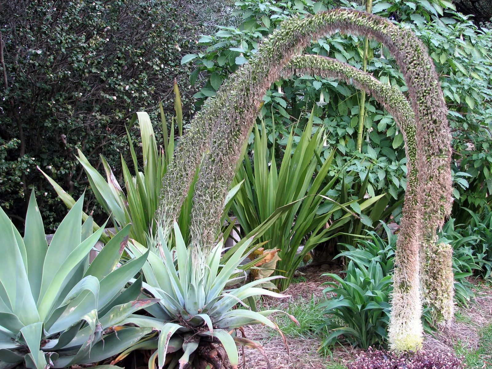 Fox Tail Agave (Agave Attenuata) — Appreciated for its rosette formation and absence of thorns; reaching 4-5 feet tall with an equal spread, image 76