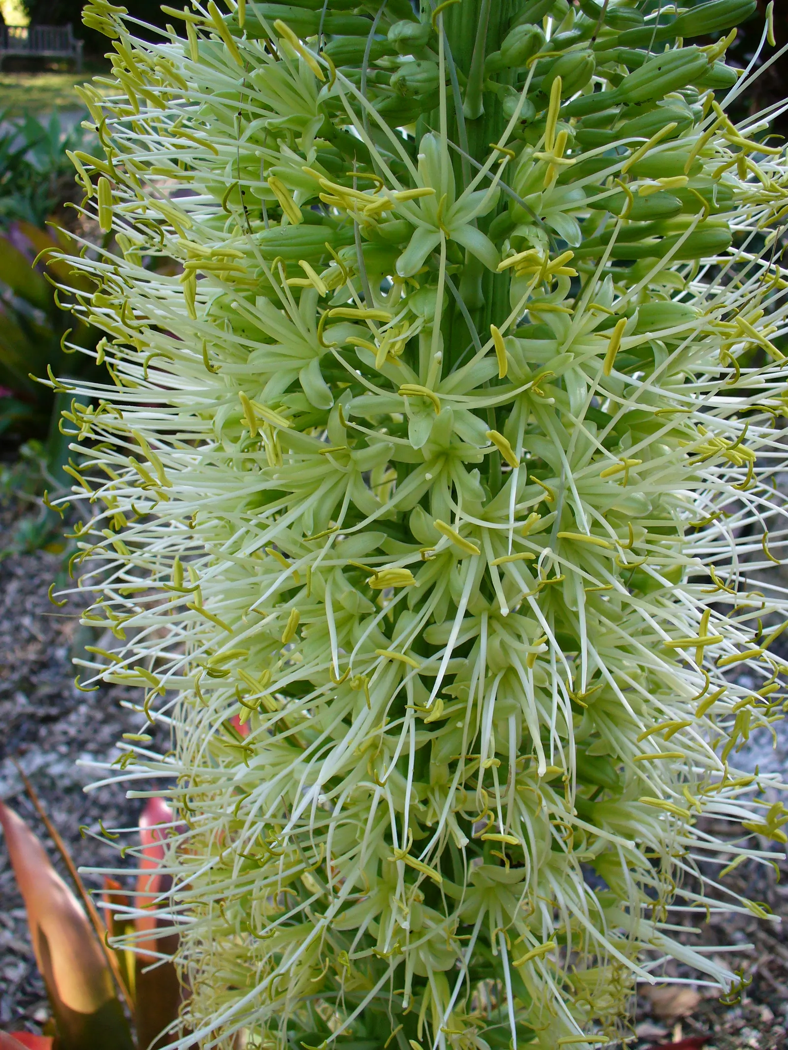 Fox Tail Agave (Agave Attenuata) — These leaves curve gracefully back towards the ground, giving the plant a smooth, sculptural quality; the plant produces a