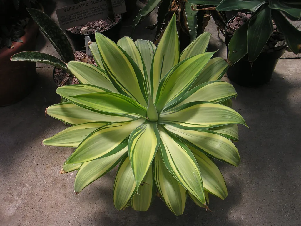 Fox Tail Agave (Agave Attenuata) — It's a drought-tolerant specimen; the hallmark is its dramatic curved inflorescence, resembling a fox's tail, image 48