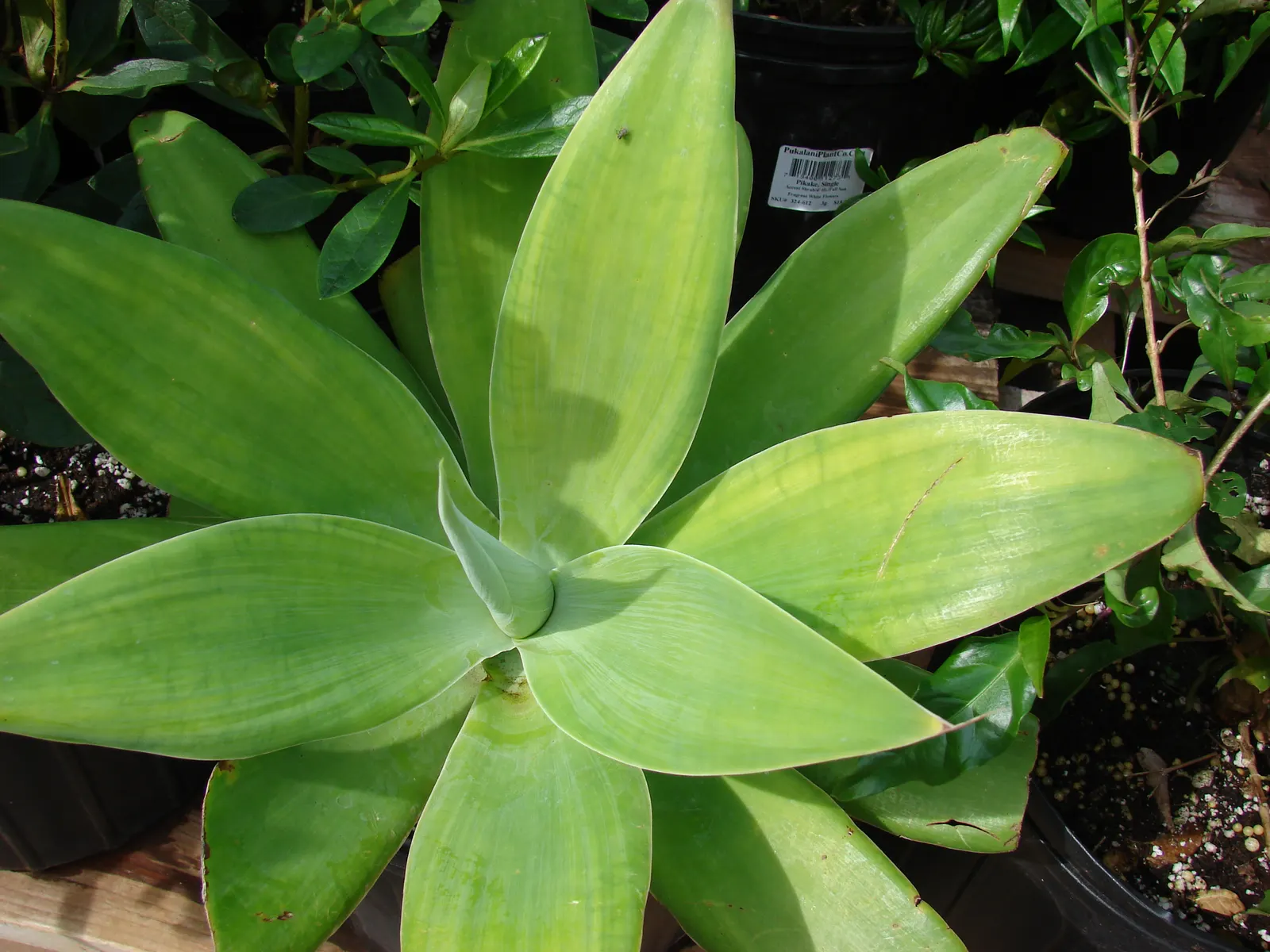 Fox Tail Agave (Agave Attenuata) — green and yellow flowers in the garden