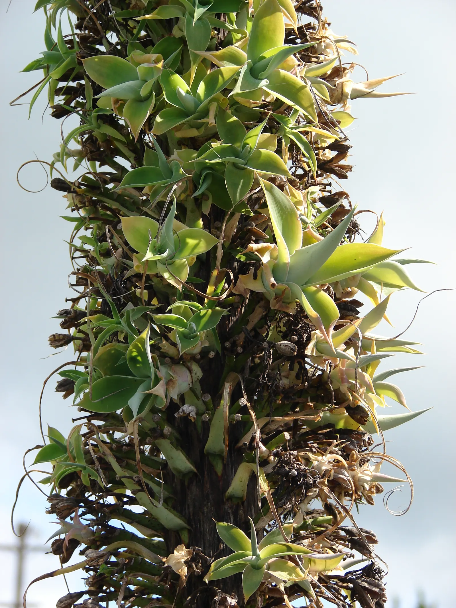 Fox Tail Agave (Agave Attenuata) — it requires protection from cold temperatures below 25°F to maintain its striking appearance; green and, image 107