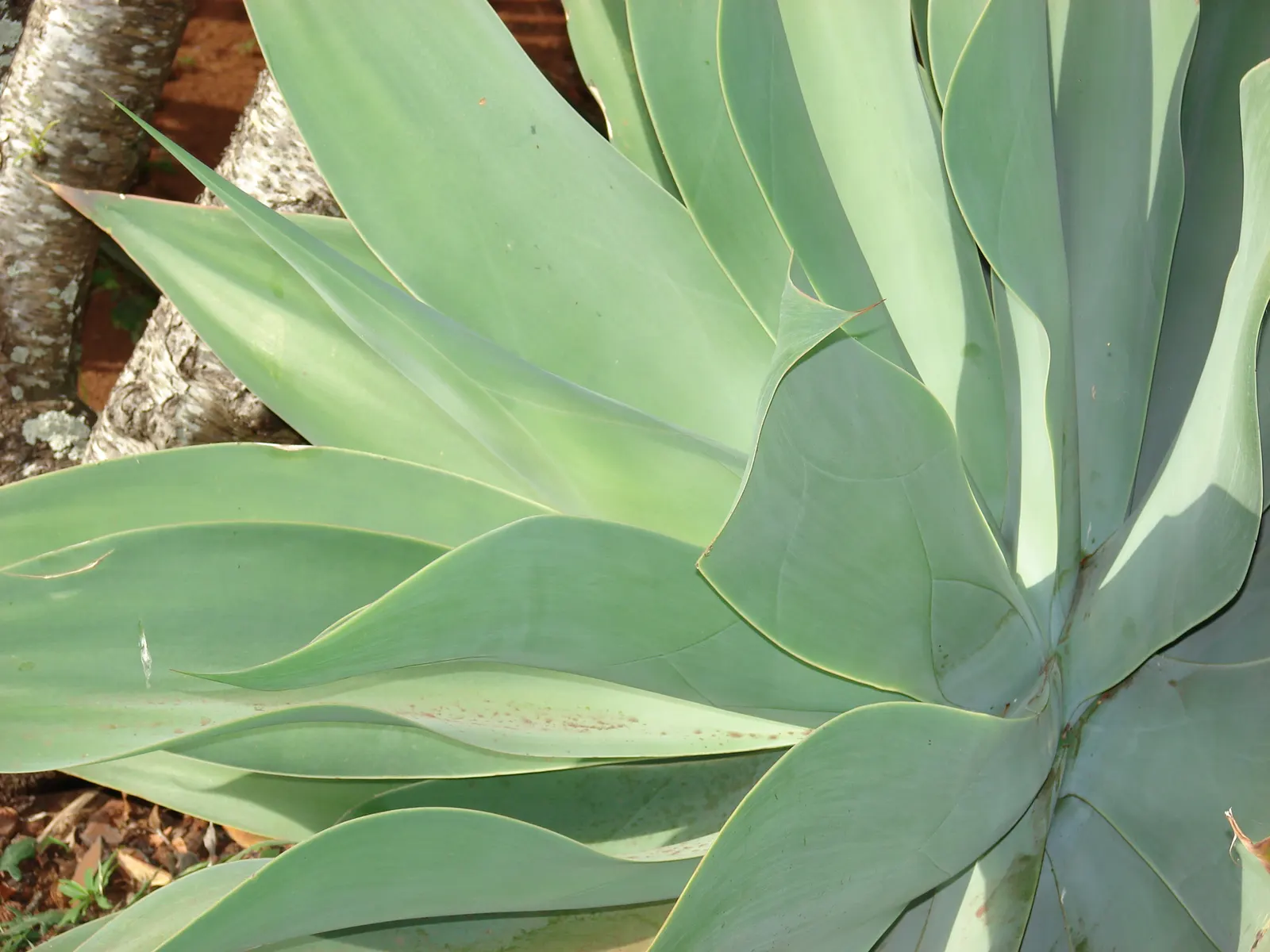 Fox Tail Agave (Agave Attenuata) — reaching 4-5 feet tall with an equal spread