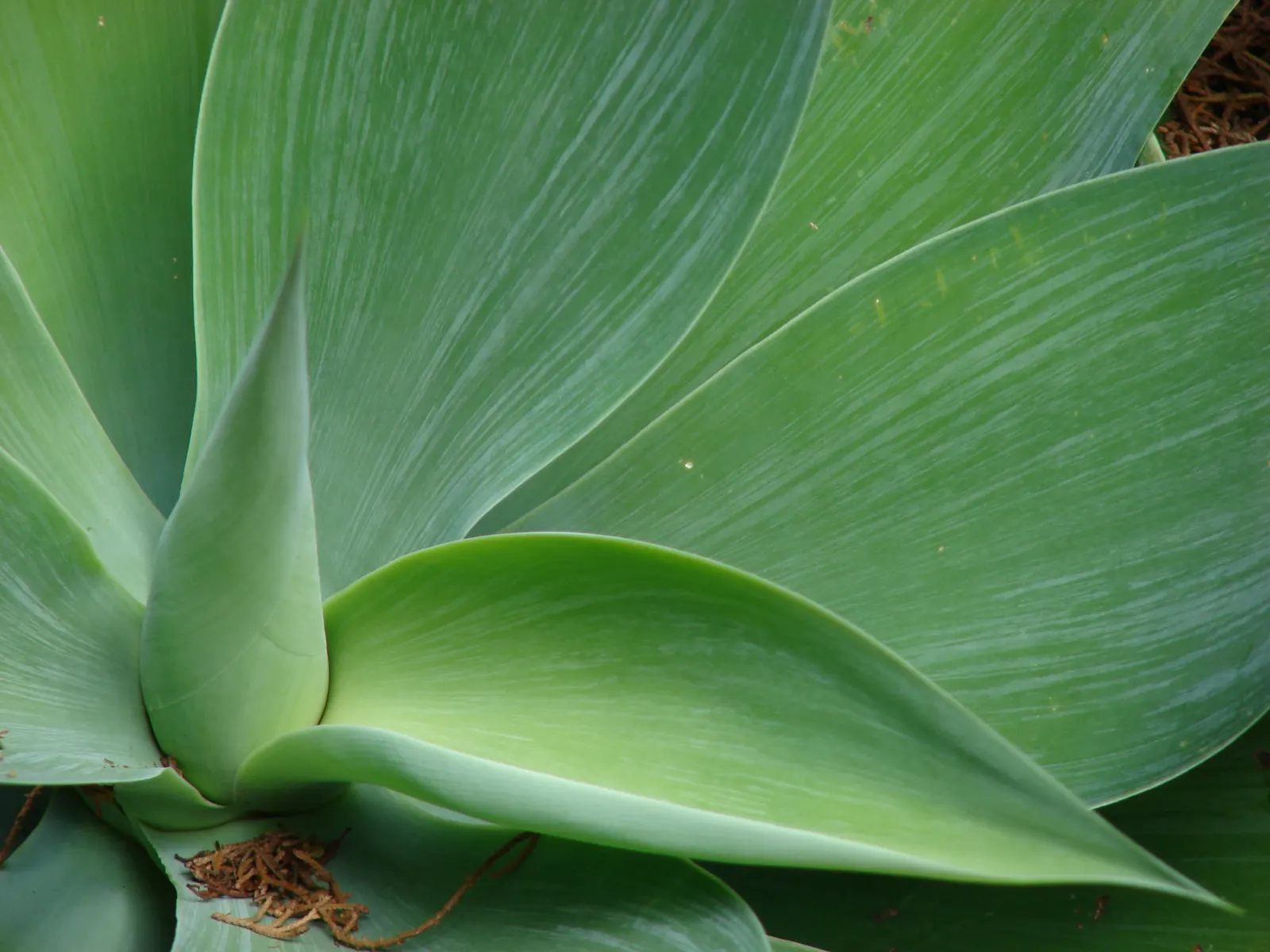Fox Tail Agave (Agave Attenuata) — These leaves curve gracefully back towards the ground, giving the plant a smooth, sculptural quality; the plant, image 56