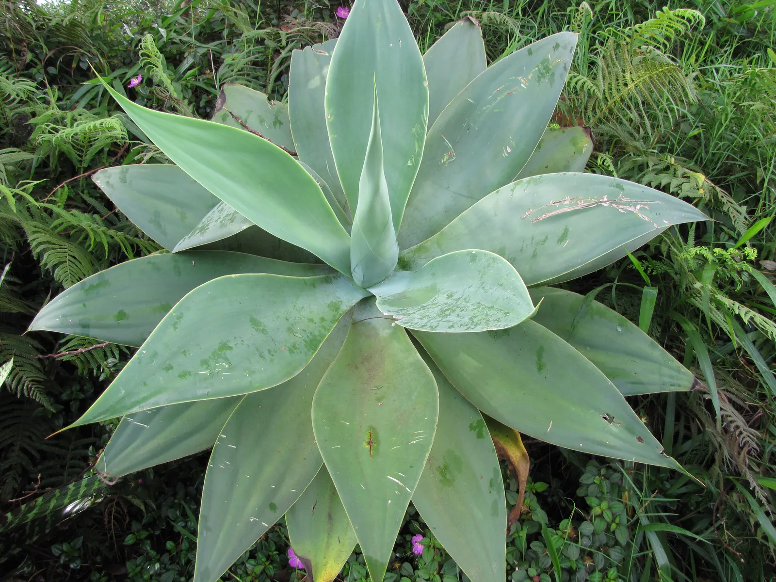 Fox Tail Agave (Agave Attenuata) — succulent with green and yellow blooms; these leaves curve gracefully back towards the ground, giving the plant a smooth