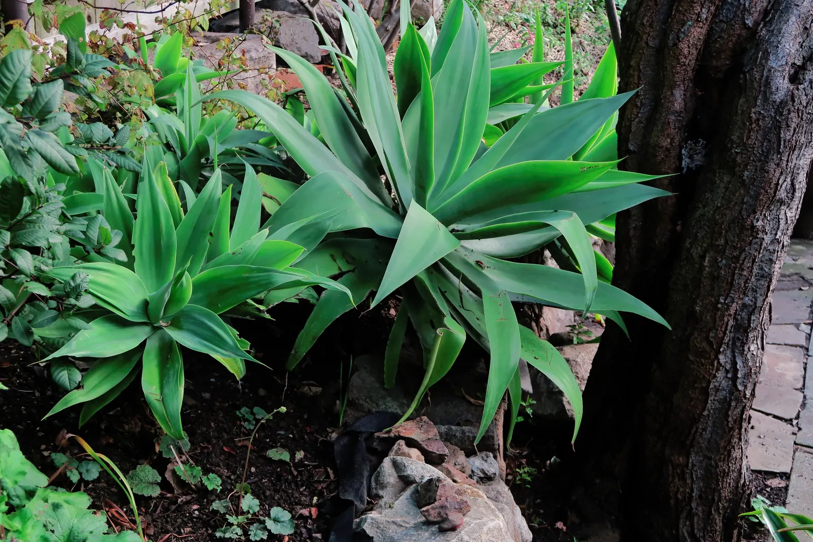Fox Tail Agave (Agave Attenuata) — which can take several years; adds a sculptural presence to modern landscapes, image 80