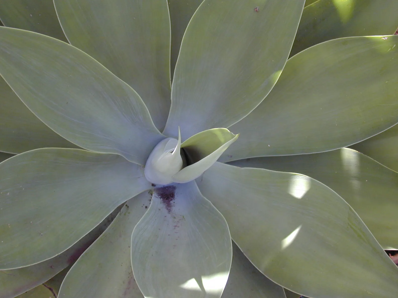 Fox Tail Agave (Agave Attenuata) — the plant produces a flower spike that arches elegantly; which can take several years, image 59
