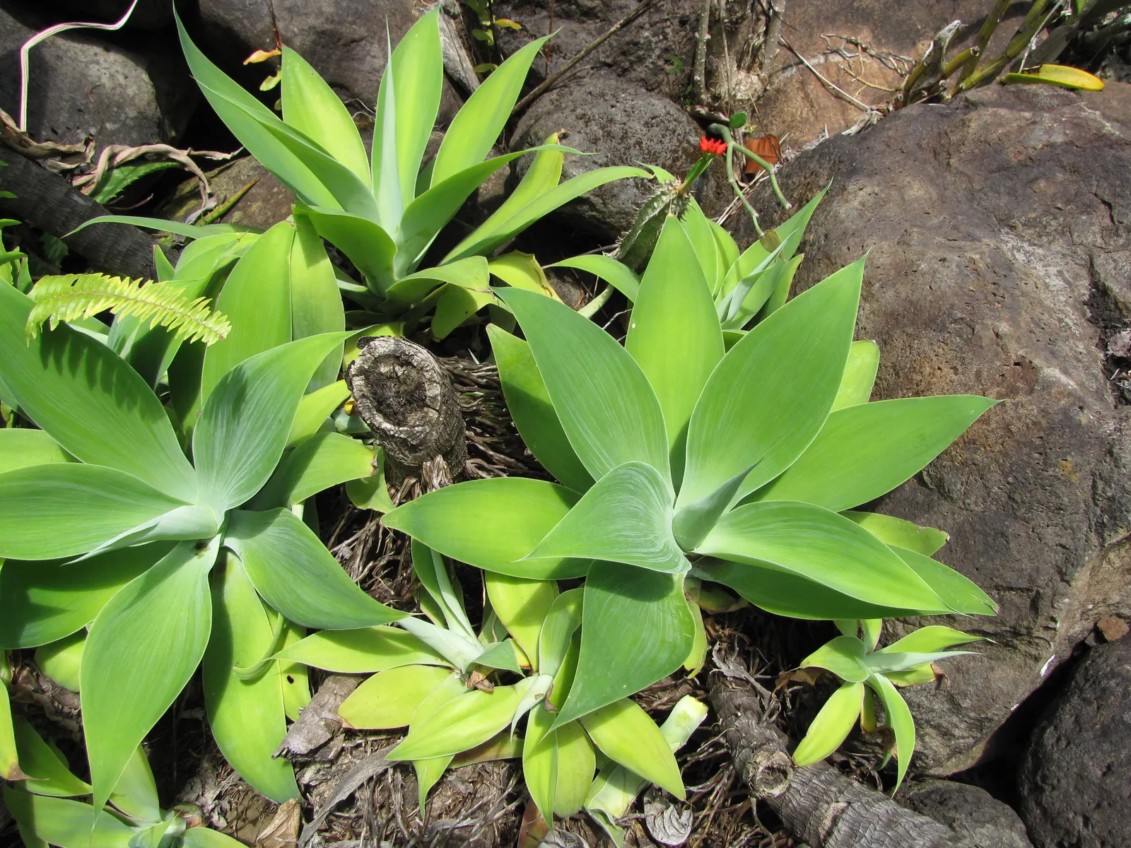 Fox Tail Agave (Agave Attenuata) — the plant produces a flower spike that arches elegantly; which can take several years, image 81