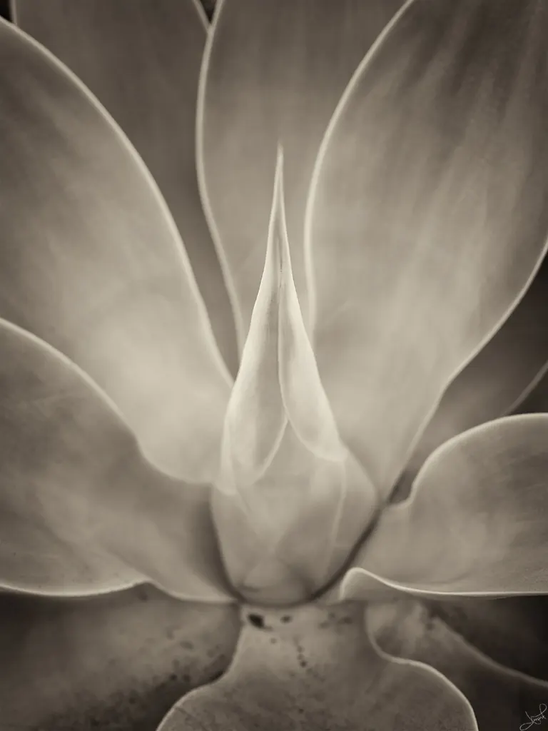 Fox Tail Agave (Agave Attenuata) — It's a drought-tolerant specimen