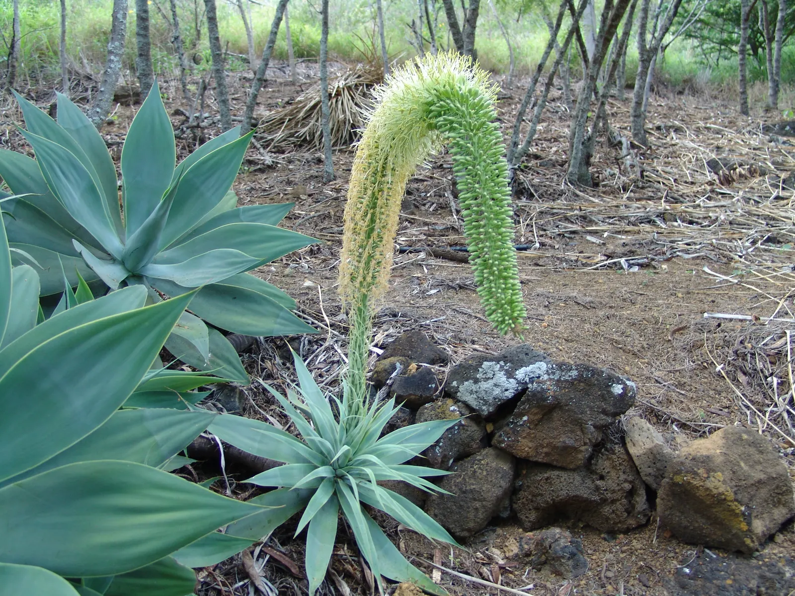 Fox Tail Agave (Agave Attenuata) — Being a frost-sensitive species with a hardiness zone of 9 to 11; the leaves of Agave attenuata are free of spines along the