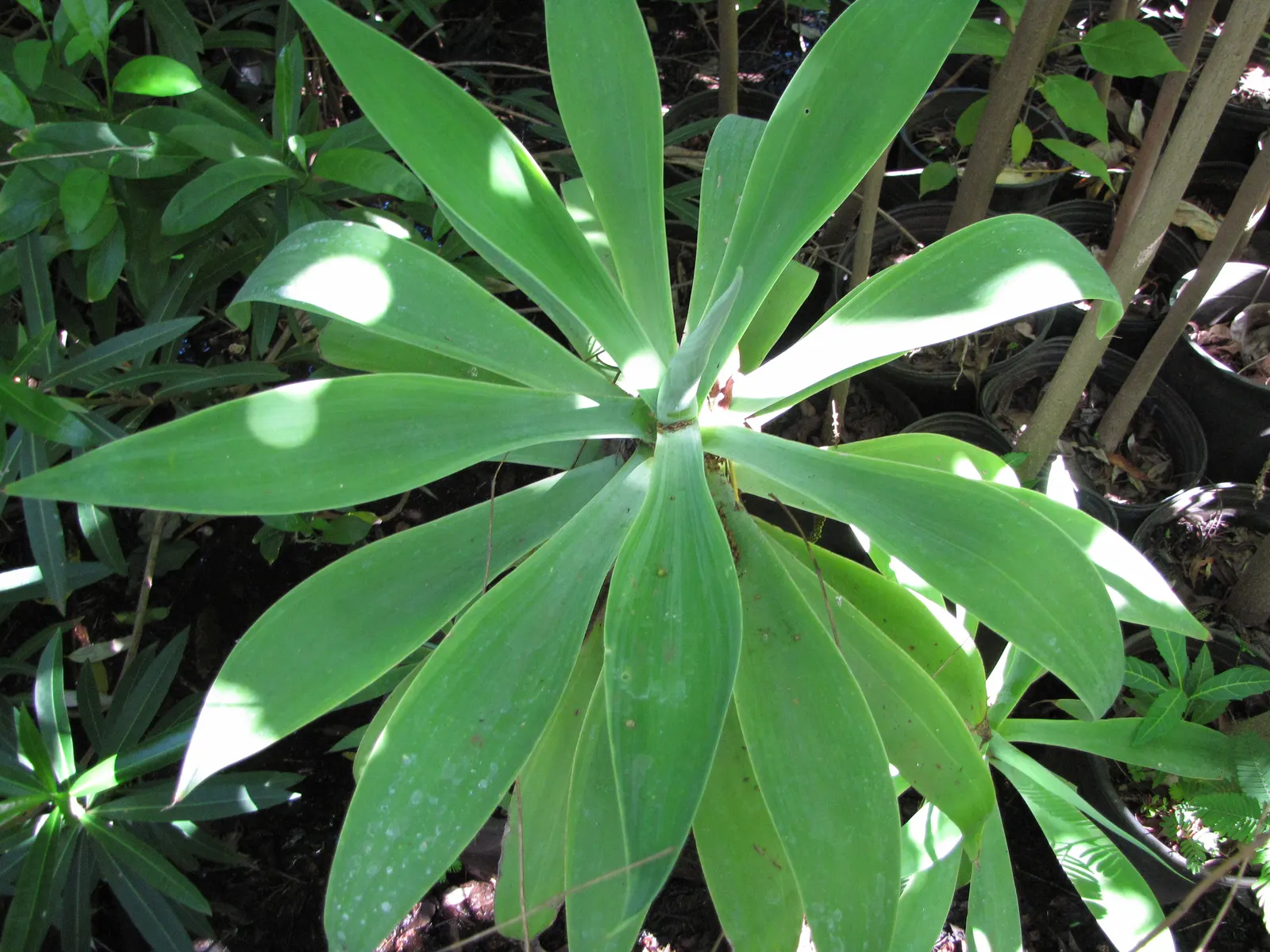 Fox Tail Agave (Agave Attenuata) — Being a frost-sensitive species with a hardiness zone of 9 to 11