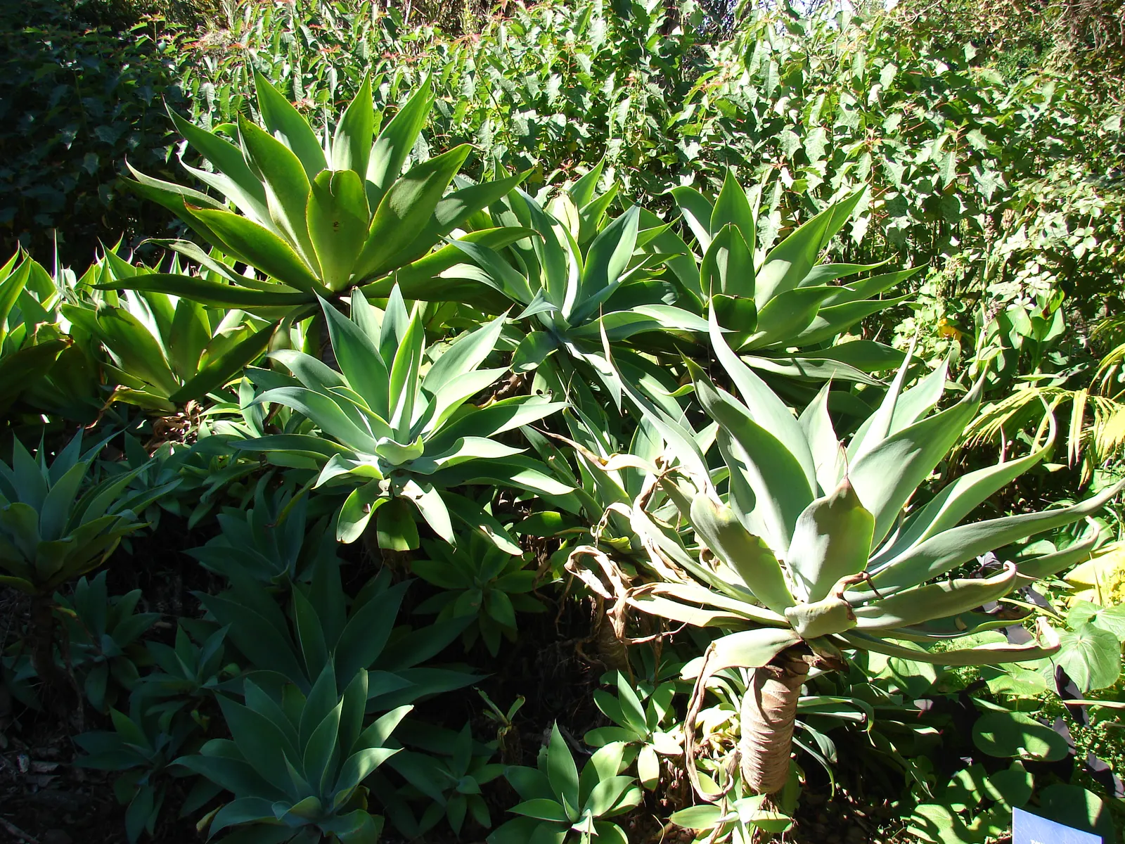 Fox Tail Agave (Agave Attenuata) — is a distinctive and elegant succulent that originates from the plateaus of central Mexico; consider placing it in