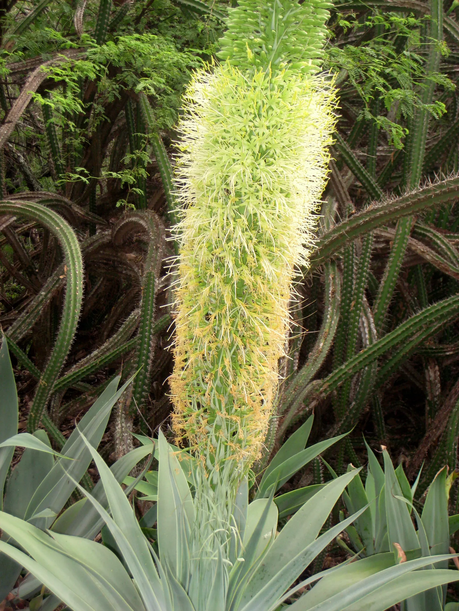 Fox Tail Agave (Agave Attenuata) — consider placing it in well-drained soils with full sun to partial shade exposure; succulent with green and, image 104