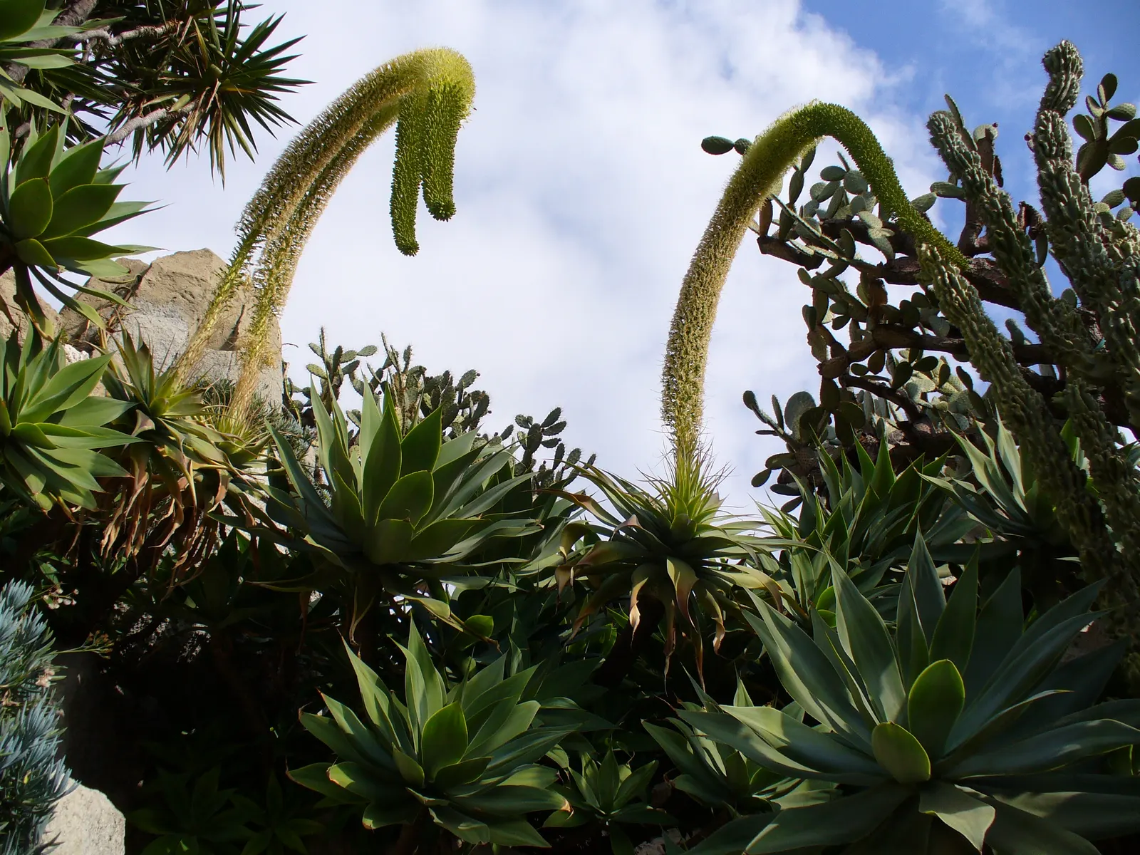 Fox Tail Agave (Agave Attenuata) — is a distinctive and elegant succulent that originates from the plateaus of central Mexico; consider placing it, image 75