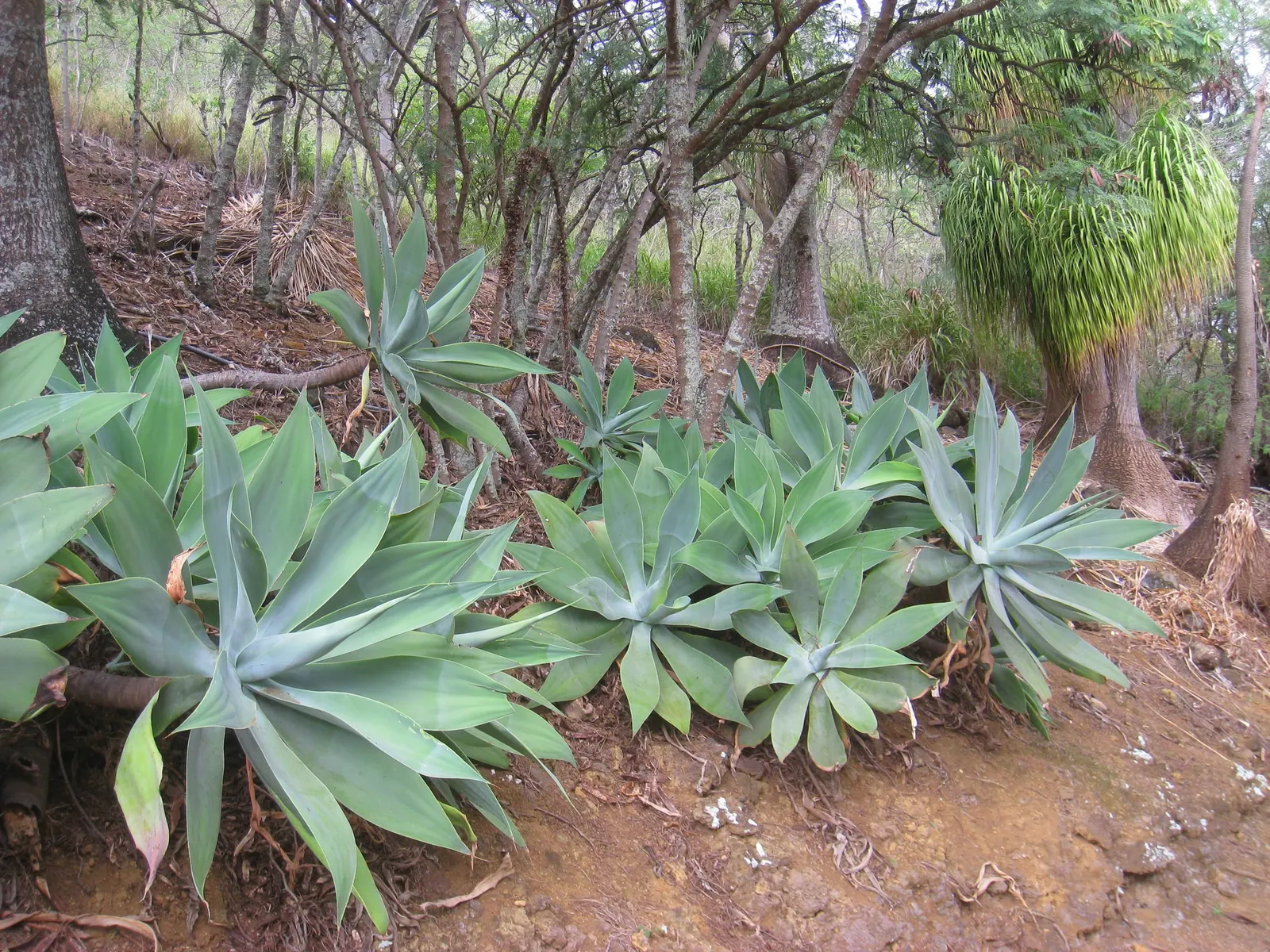 Fox Tail Agave (Agave Attenuata) — The hallmark is its dramatic curved inflorescence, resembling a fox's tail, which soars up to 5-10 feet; being a, image 91