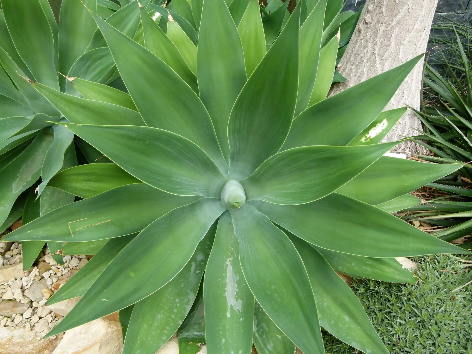 Fox Tail Agave (Agave Attenuata) — Though tolerant of some drought, occasional watering will promote a more robust growth; preferring full sun to, image 83