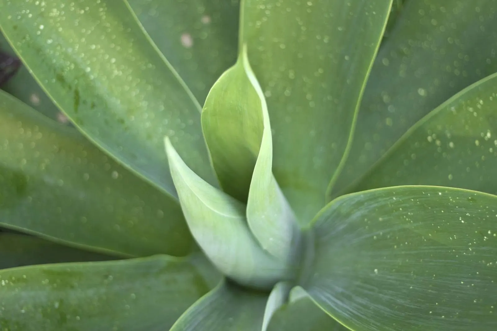 Fox Tail Agave (Agave Attenuata) — ideal for xeriscaping in USDA zones 9-11; appreciated for its rosette formation and absence of thorns, image 93