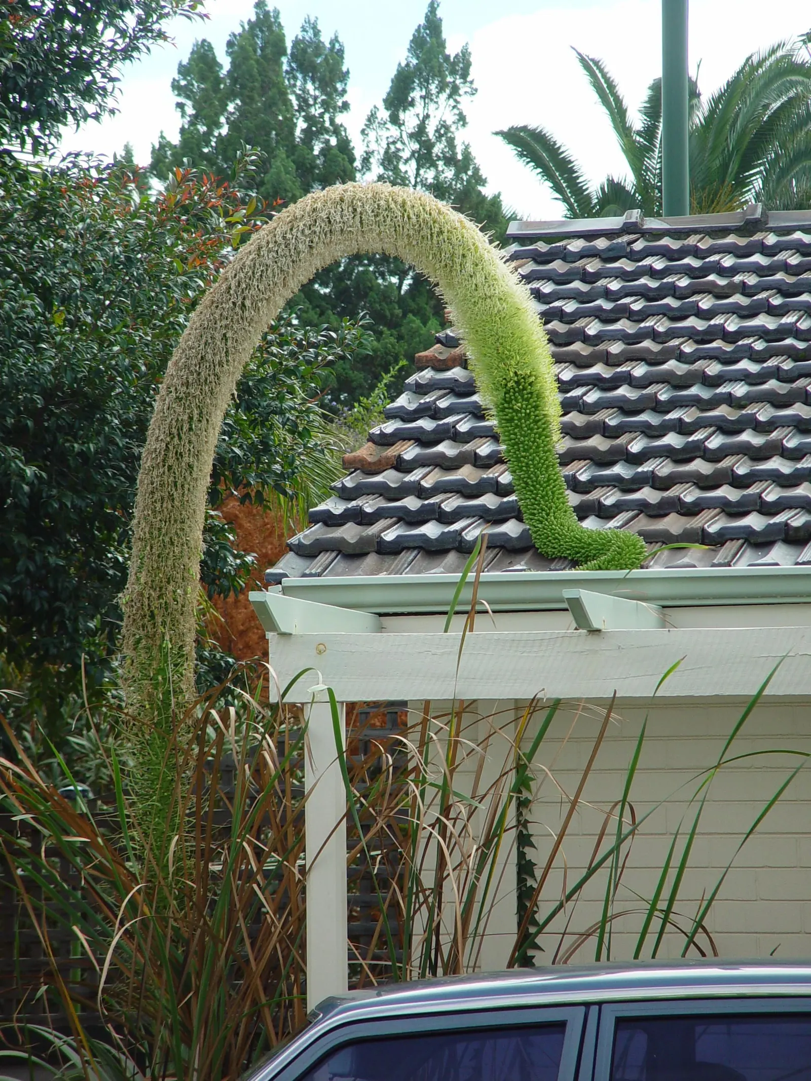 Fox Tail Agave (Agave Attenuata) — reaching 4-5 feet tall with an equal spread; it's a drought-tolerant specimen