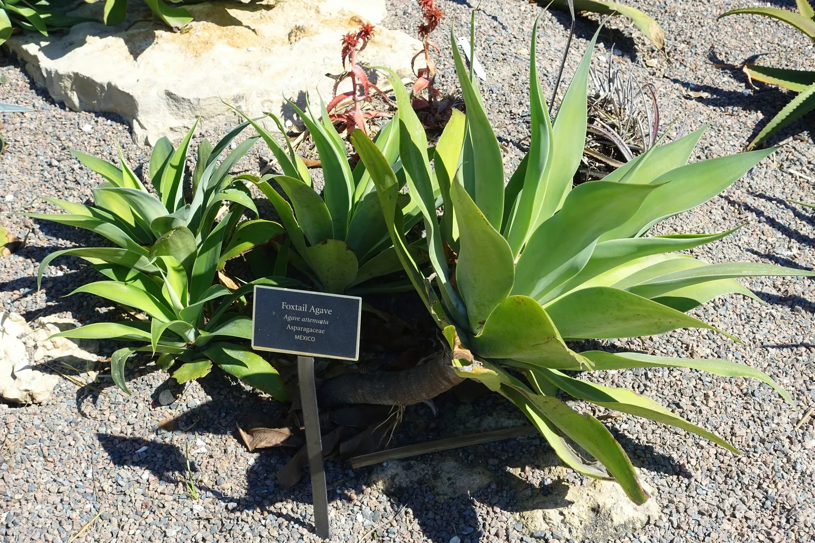Fox Tail Agave (Agave Attenuata) — which can take several years