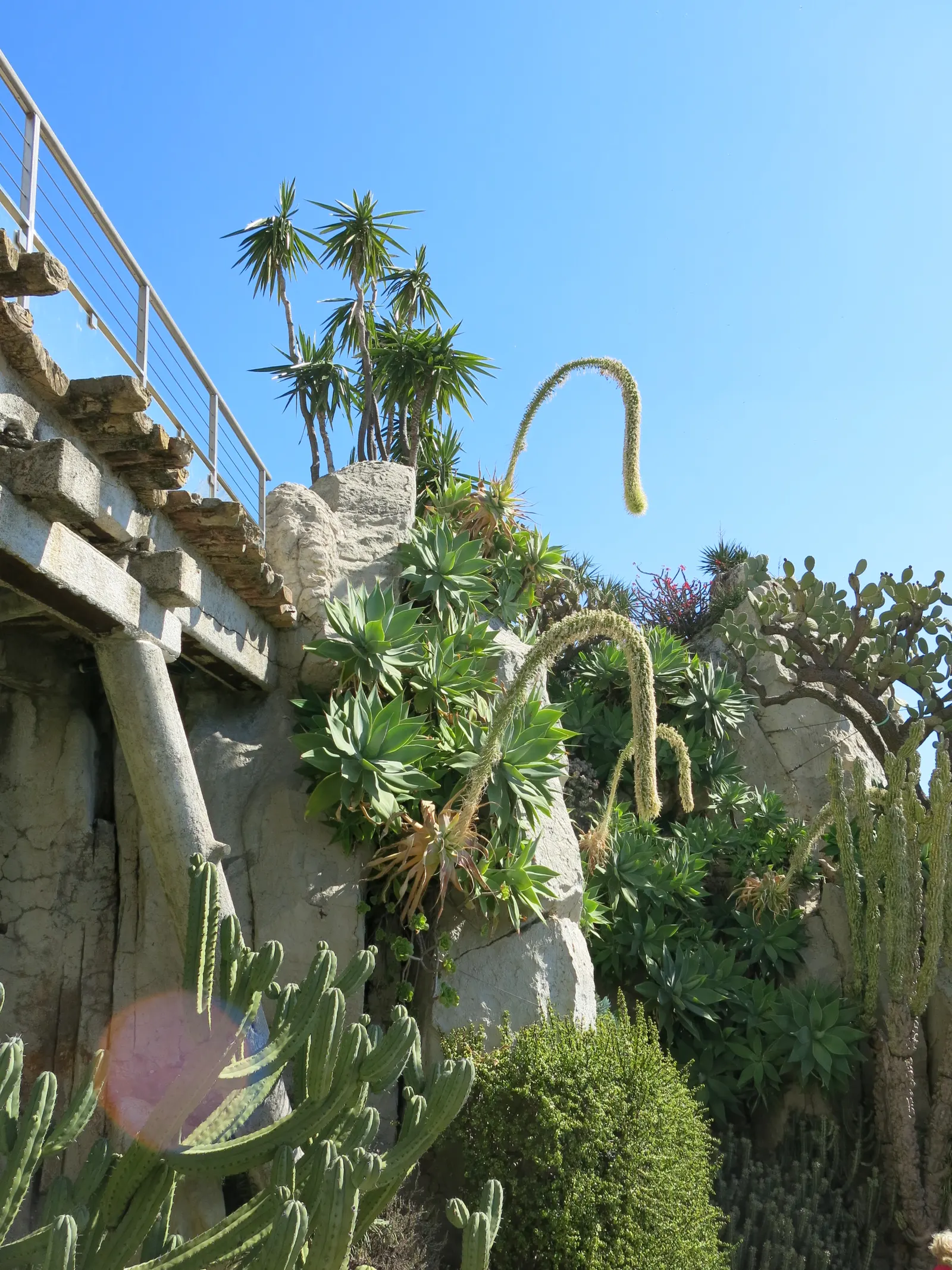 Fox Tail Agave (Agave Attenuata) — is a distinctive and elegant succulent that originates from the plateaus of central Mexico; consider placing it, image 97
