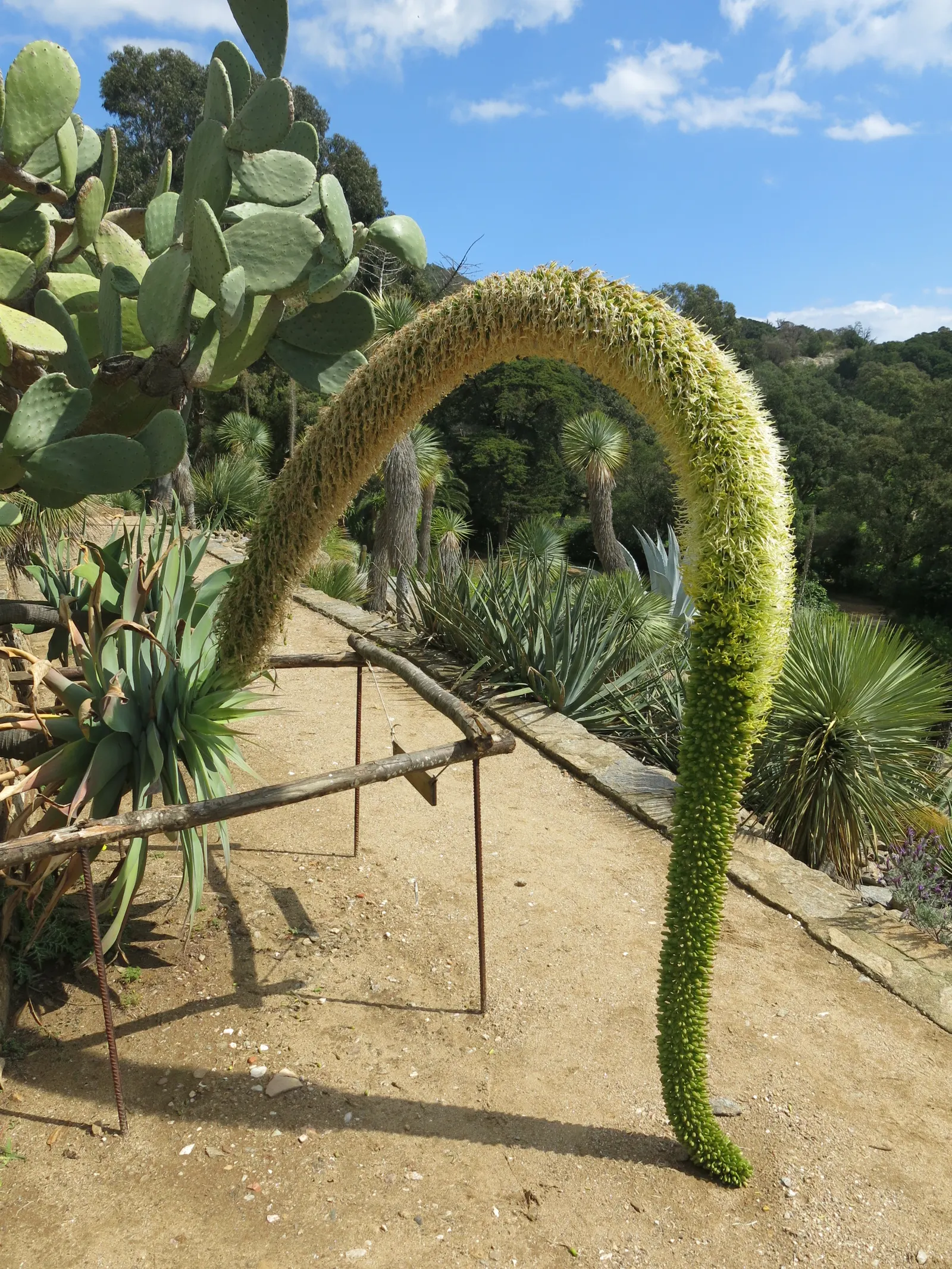 Fox Tail Agave (Agave Attenuata) — succulent with green and yellow blooms