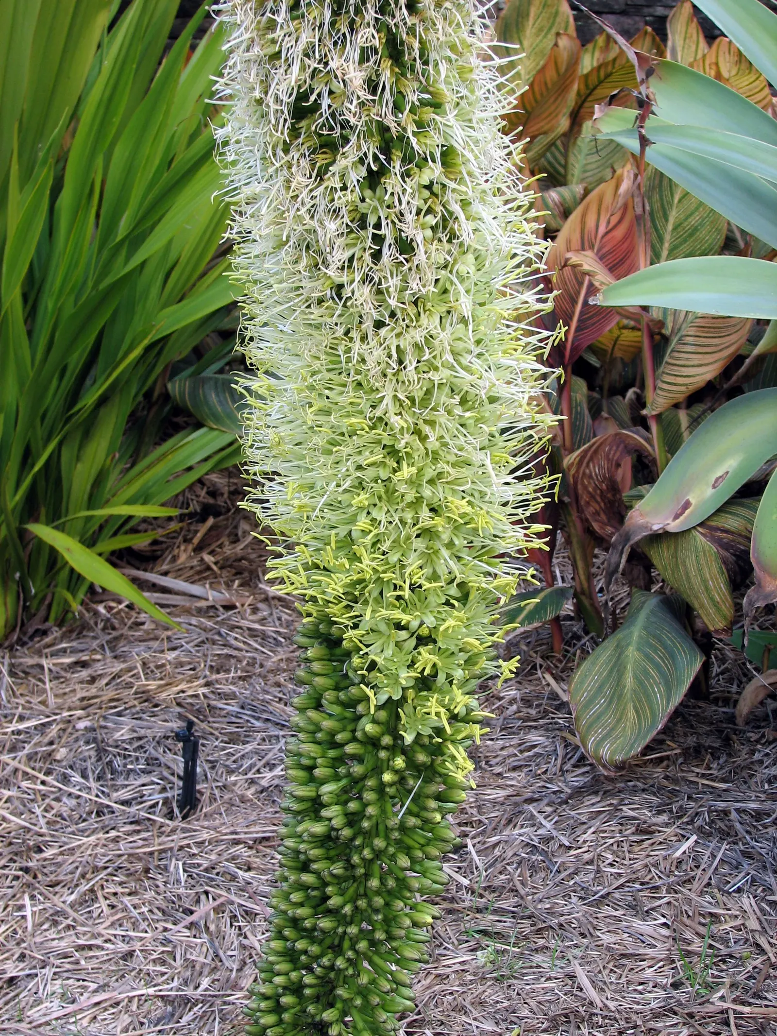Fox Tail Agave (Agave Attenuata) — Though tolerant of some drought, occasional watering will promote a more robust growth; preferring full sun to partial shade
