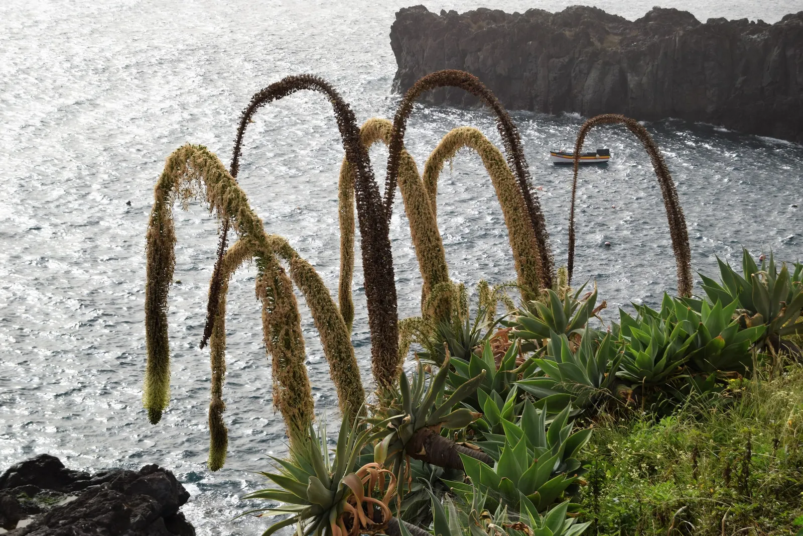 Fox Tail Agave (Agave Attenuata) — is a distinctive and elegant succulent that originates from the plateaus of central Mexico