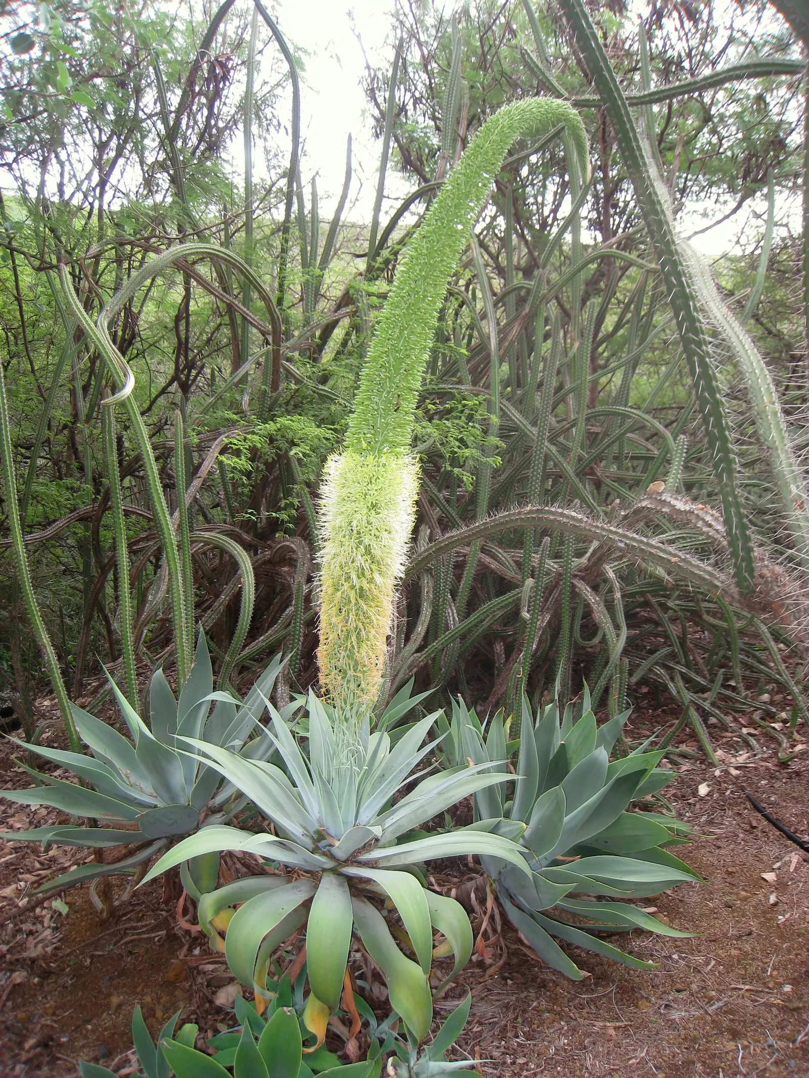 Fox Tail Agave (Agave Attenuata) — Appreciated for its rosette formation and absence of thorns; reaching 4-5 feet tall with an equal spread, image 98