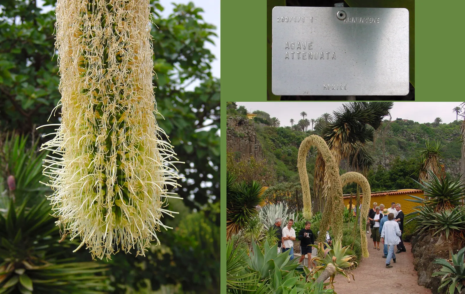 Fox Tail Agave (Agave Attenuata) — green and yellow flowers in the garden; ideal for xeriscaping in USDA zones 9-11, image 86