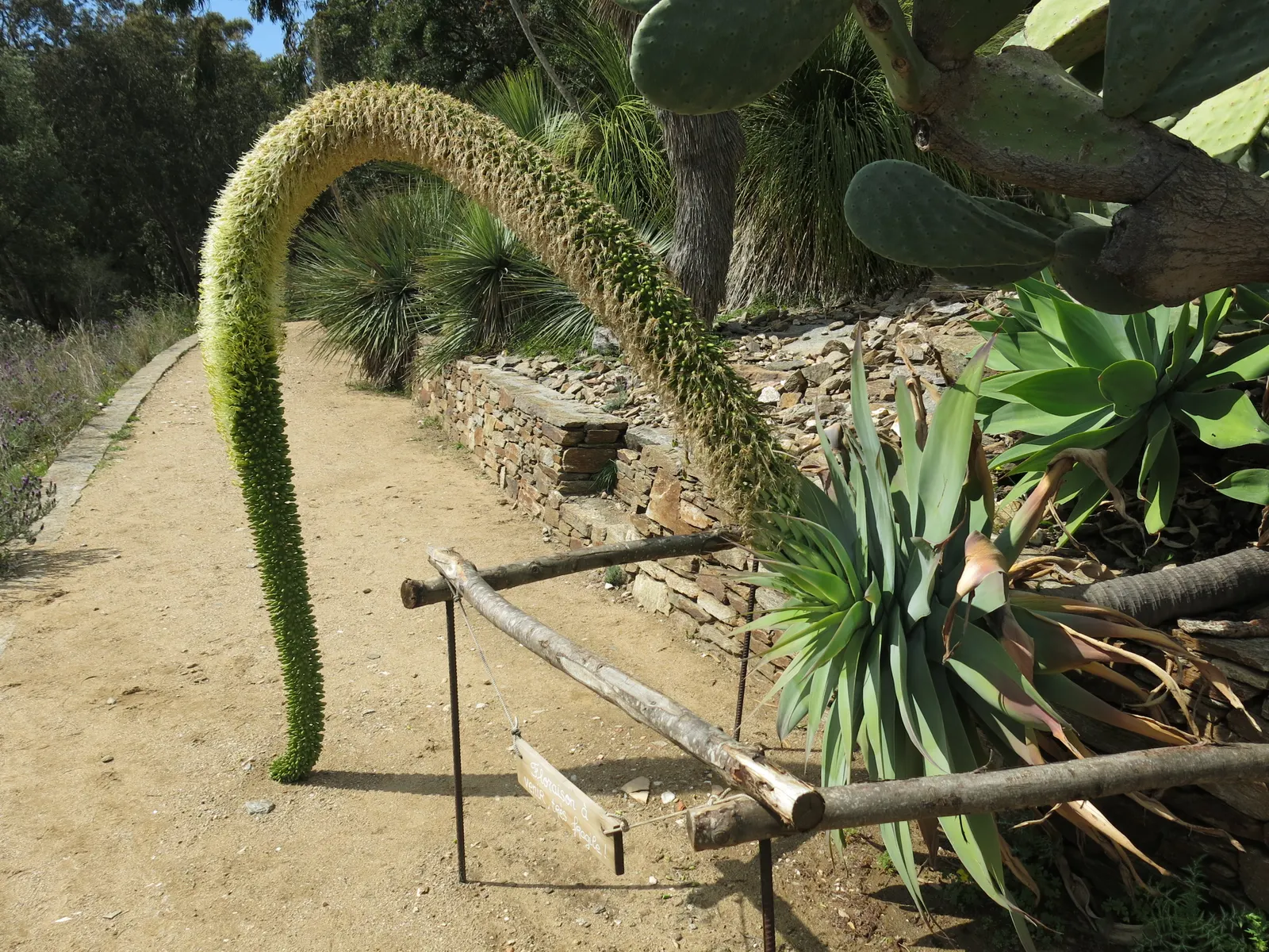 Fox Tail Agave (Agave Attenuata) — Appreciated for its rosette formation and absence of thorns