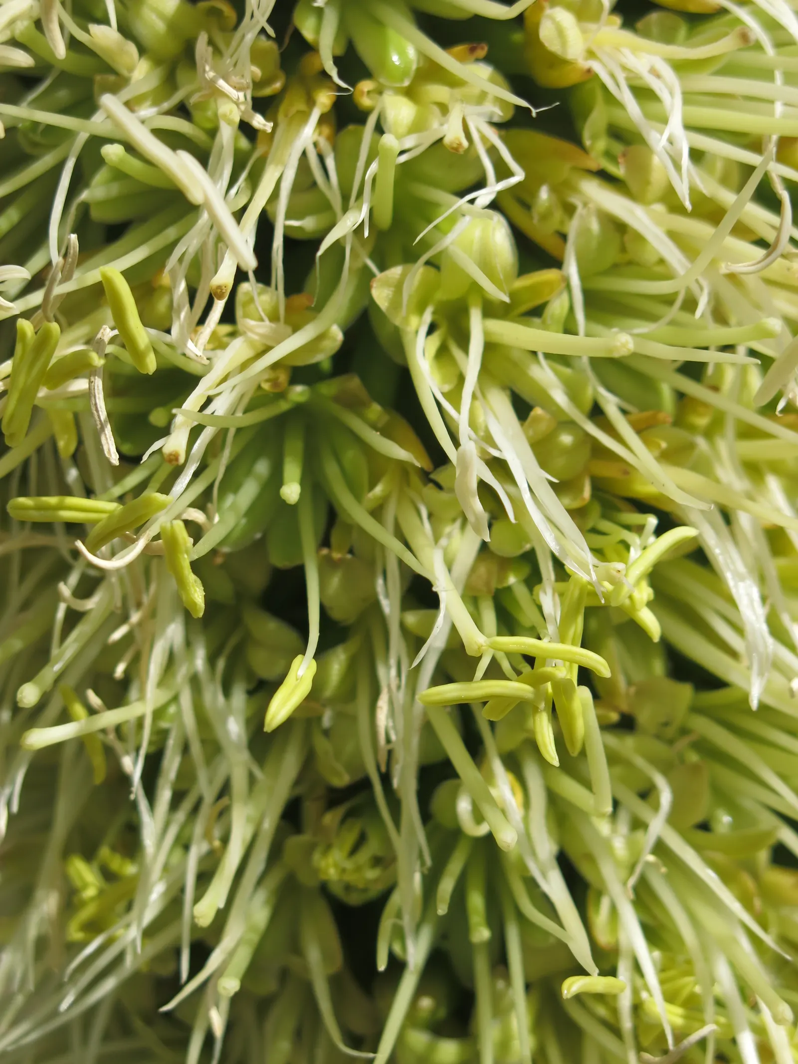 Fox Tail Agave (Agave Attenuata) — The hallmark is its dramatic curved inflorescence, resembling a fox's tail, which soars up to 5-10 feet; being a, image 47