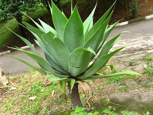 Fox Tail Agave (Agave Attenuata) — consider placing it in well-drained soils with full sun to partial shade exposure; succulent with green and, image 60