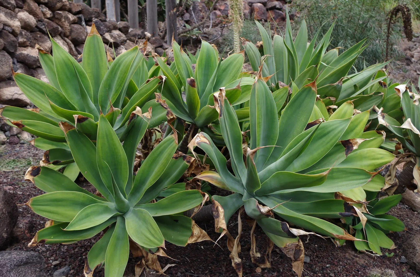 Fox Tail Agave (Agave Attenuata) — scientifically known as Agave attenuata; is a distinctive and elegant succulent that originates from the, image 52