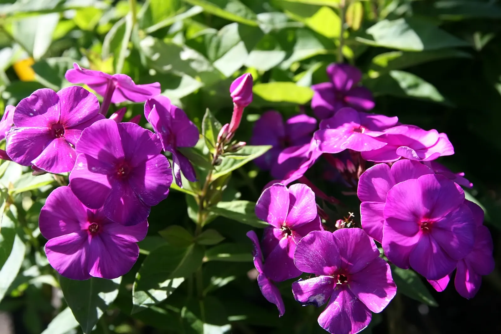 Nicky Phlox (Phlox Paniculata 'Nicky') — commonly known as Nicky Phlox