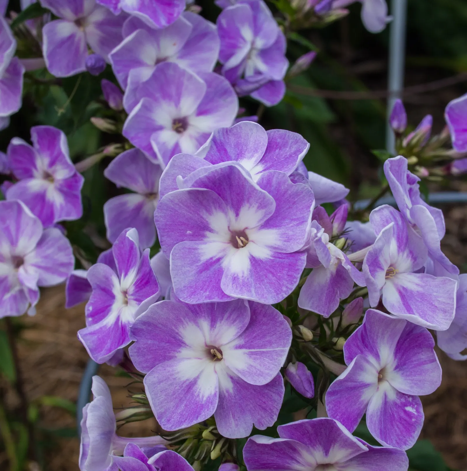 Nicky Phlox (Phlox Paniculata 'Nicky') — is a striking perennial with rich